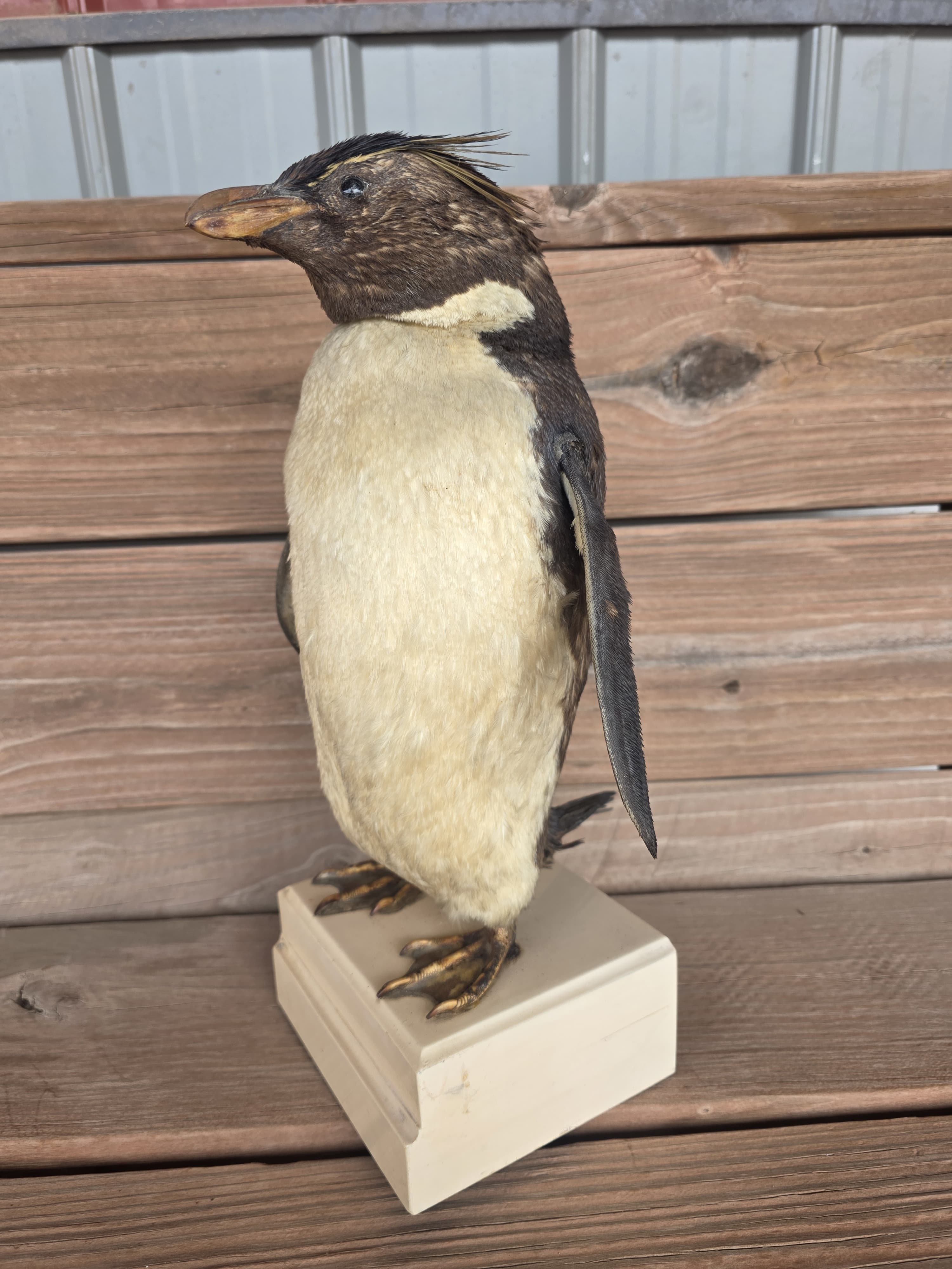 FHPN1 - Rockhopper Vintage Taxidermy Penguin