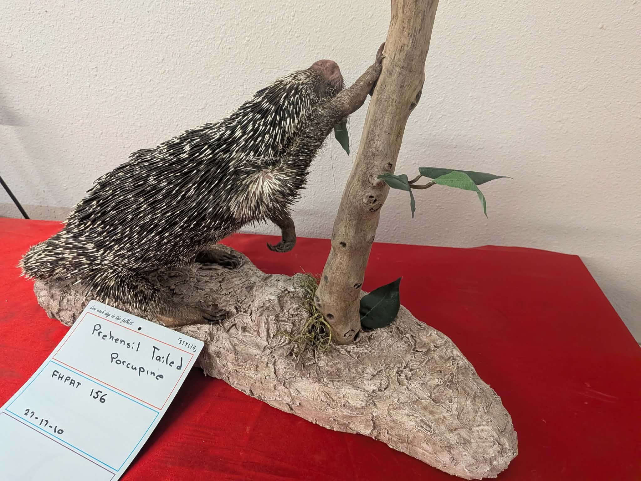 FHPAT156 - Prehensile-Tailed Porcupine Taxidermy Mount