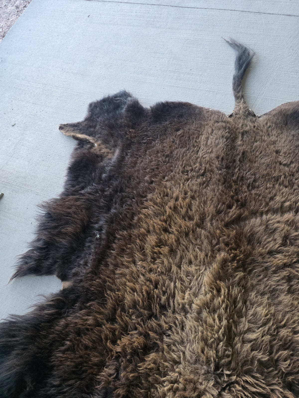 Fhsp108 - Buffalo Taxidermy Hide Rug