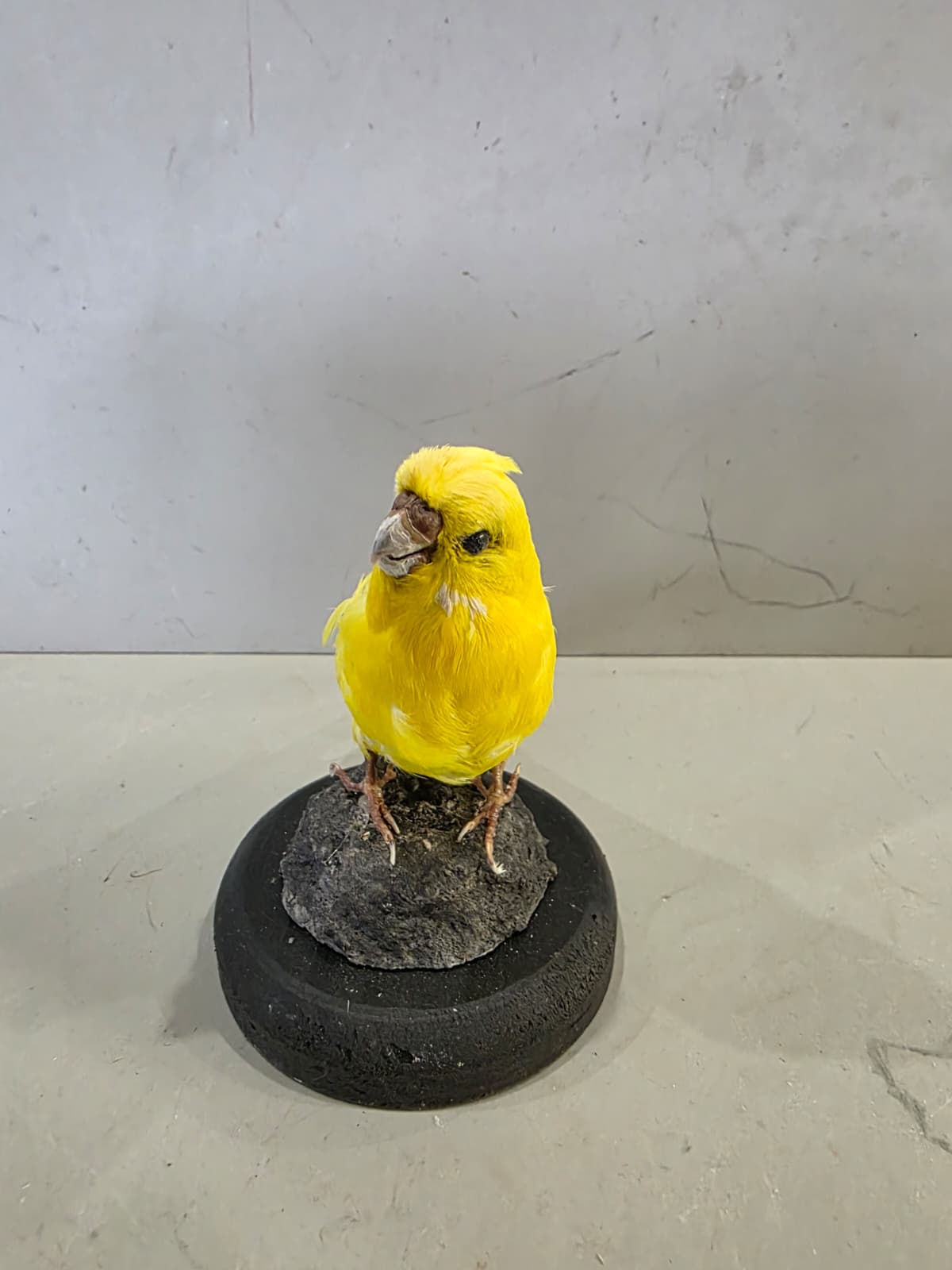 Fhcm89 - Yellow Budgie Parakeet Taxidermy – Lifelike Display