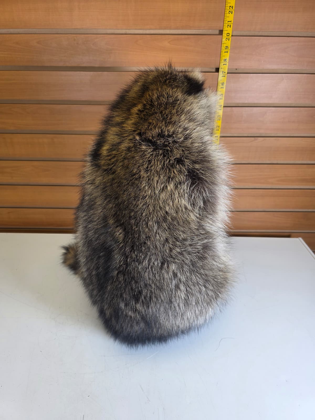 Fhkmc6 - Jumbo Raccoon Taxidermy – 18” Lifelike Display