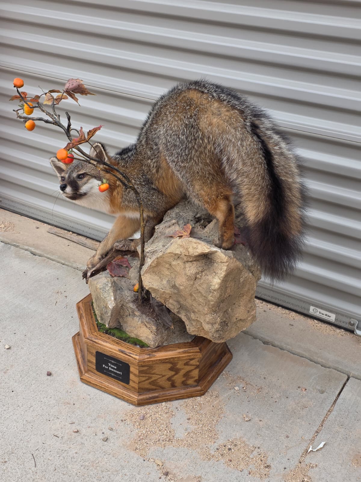 Fhcm81 - Grey Fox Taxidermy Lifelike Display