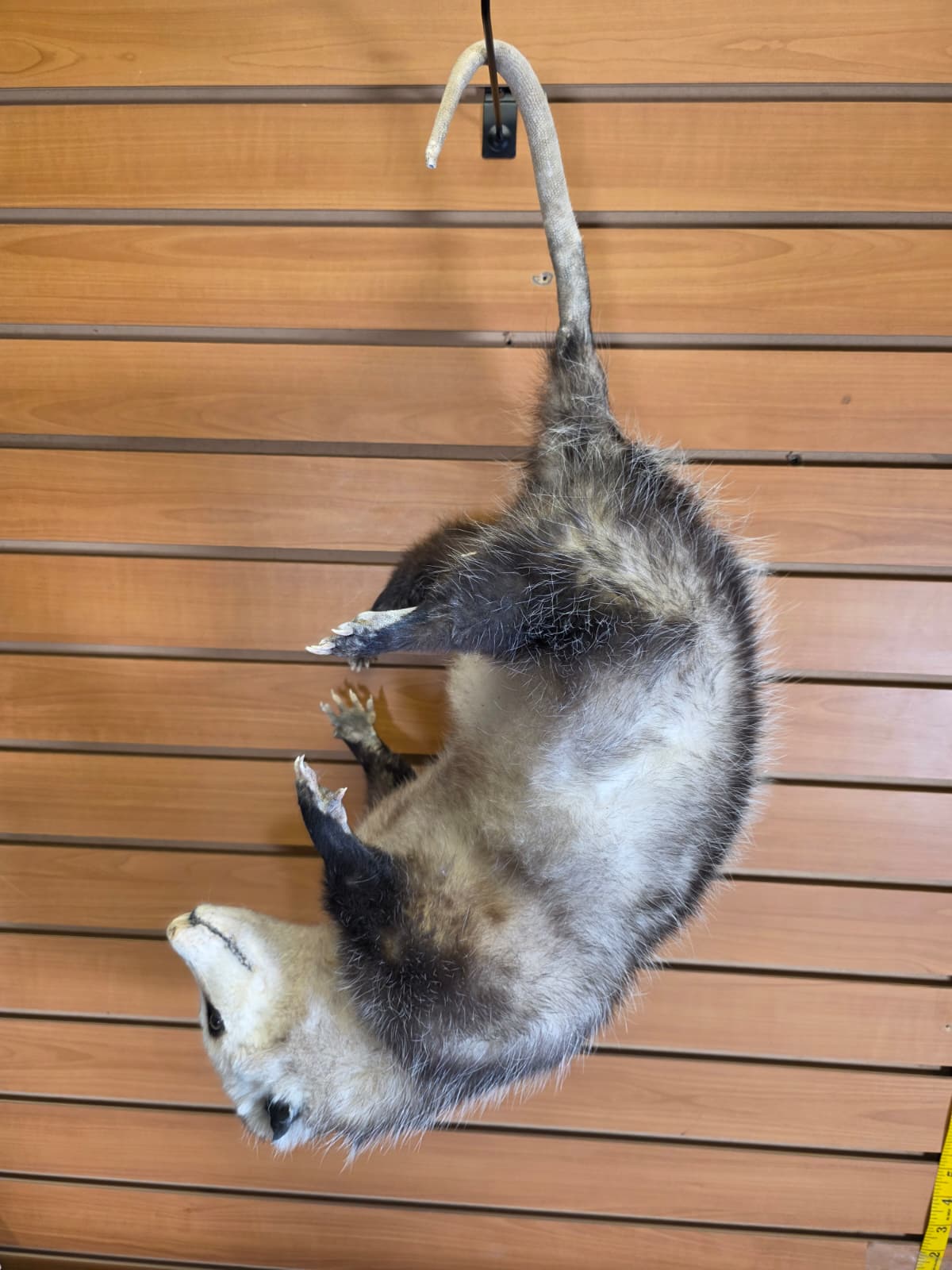 Fhkmp1 - Opossum Taxidermy – Lifelike