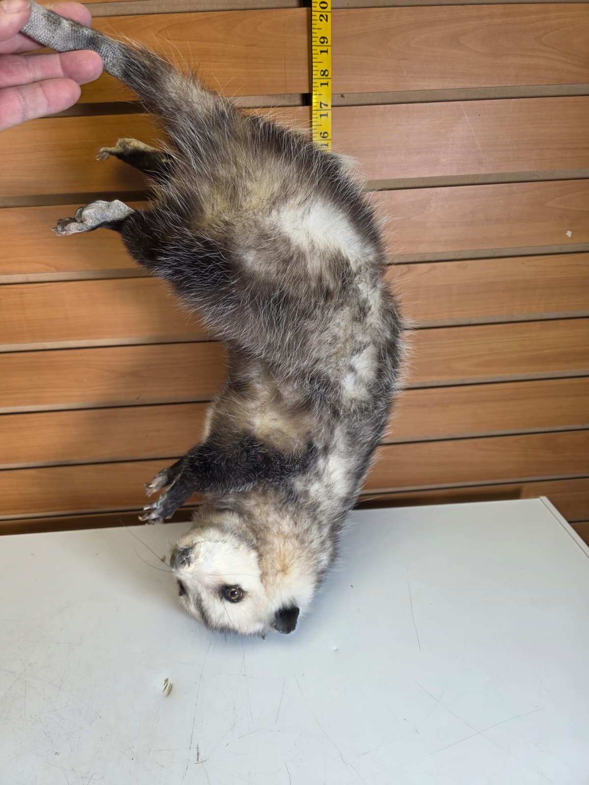 Fhkmp5 - Hanging Opossum Taxidermy mount