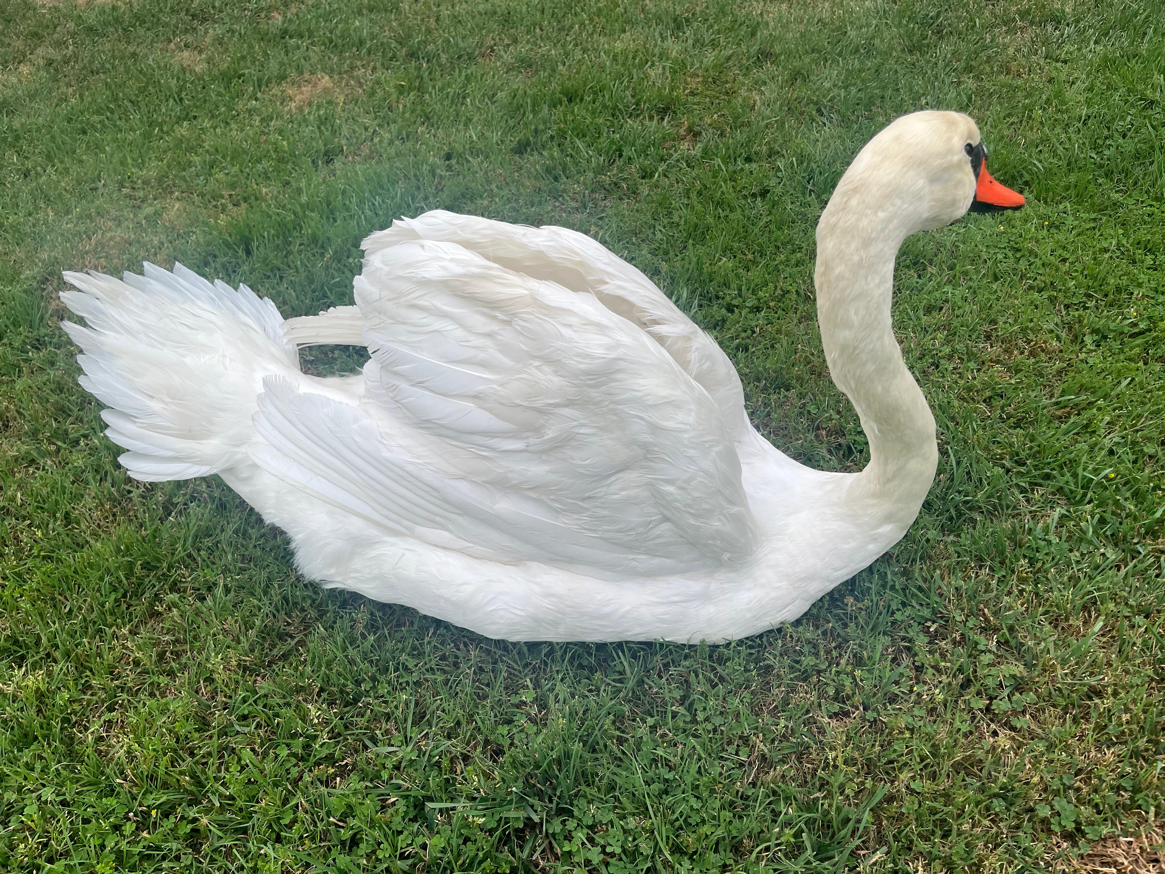 FHJOSWI - Mute Swan Pair Taxidermy – Museum Quality Display