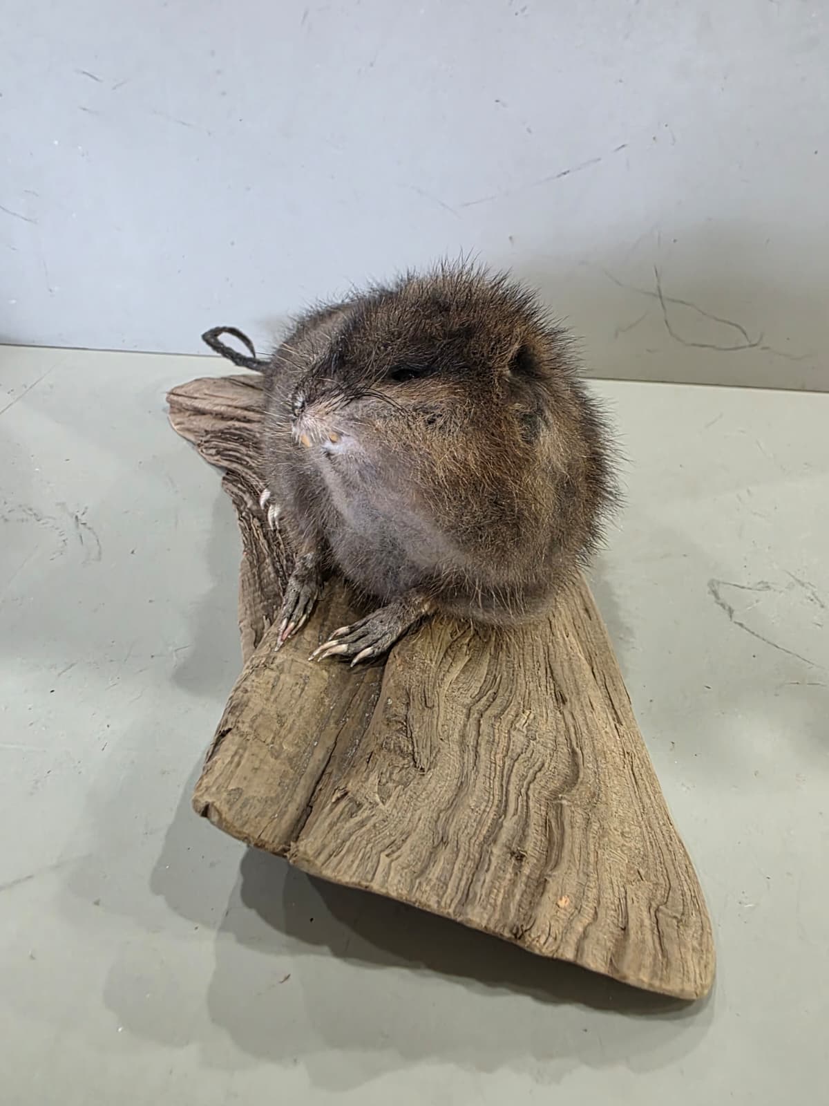 Fhcm93 - Muskrat Taxidermy – Lifelike Woodland Display
