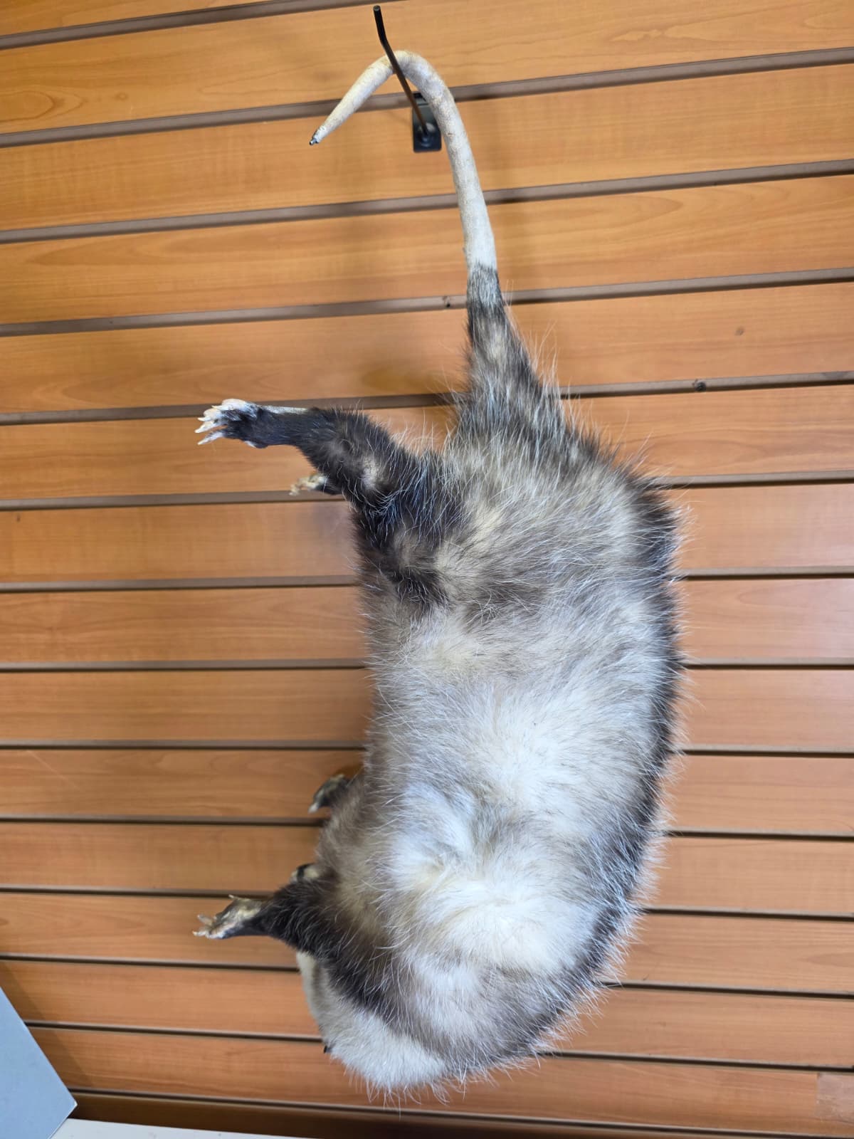 Fhkmp2 - Jumbo Opossum Taxidermy mount