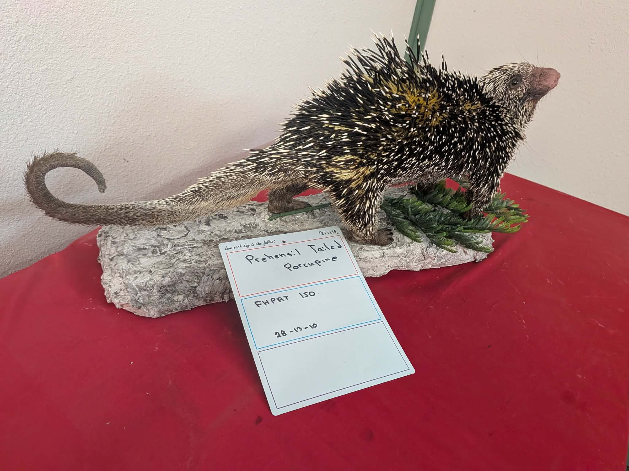 FHPAT150 - Prehensile-Tailed Porcupine Taxidermy Mount – Exotic Wildlife Display