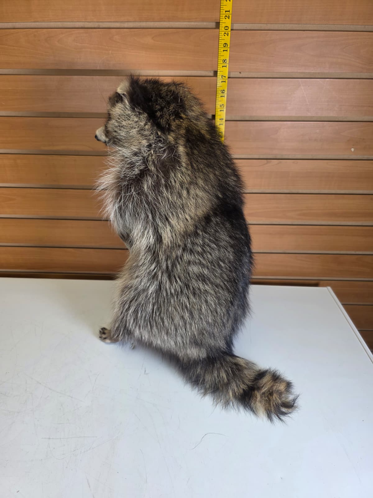 Fhkm7 - 17" Jumbo Raccoon Taxidermy – Lifelike Display