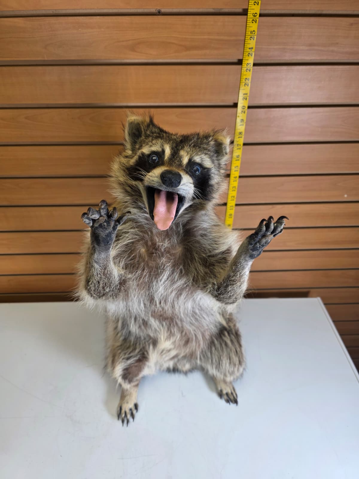 Fhkmc4 - Jumbo Raccoon Taxidermy – 22” Lifelike Display