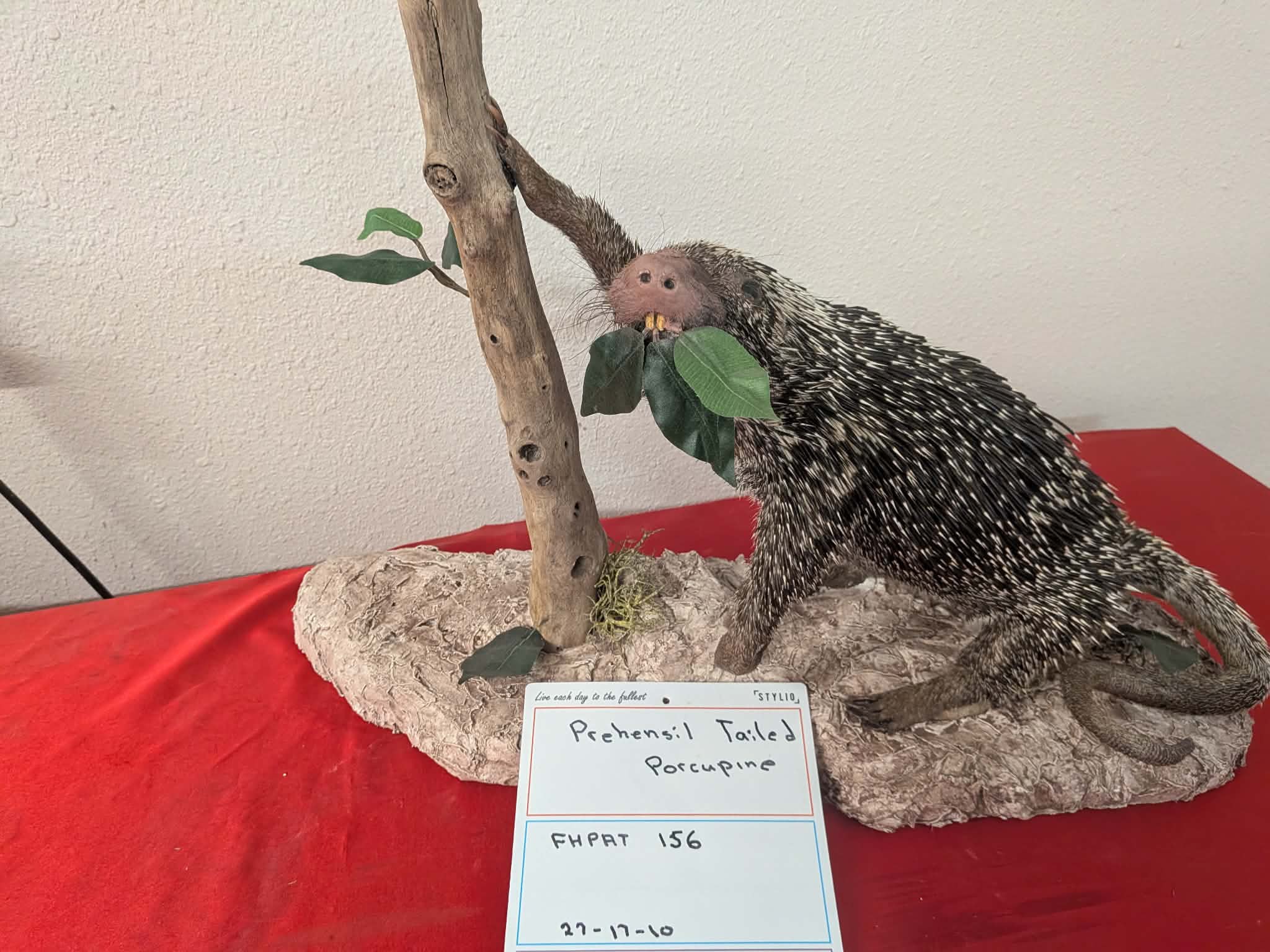 FHPAT156 - Prehensile-Tailed Porcupine Taxidermy Mount