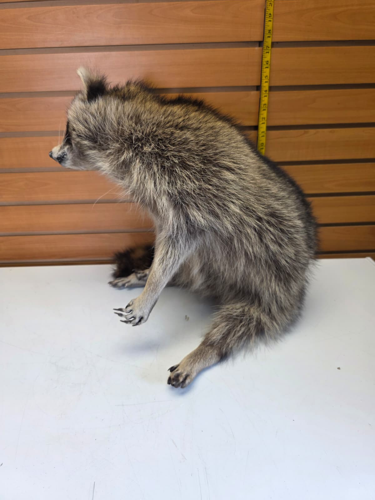Fhkmc13 - Raccoon Taxidermy full body mount