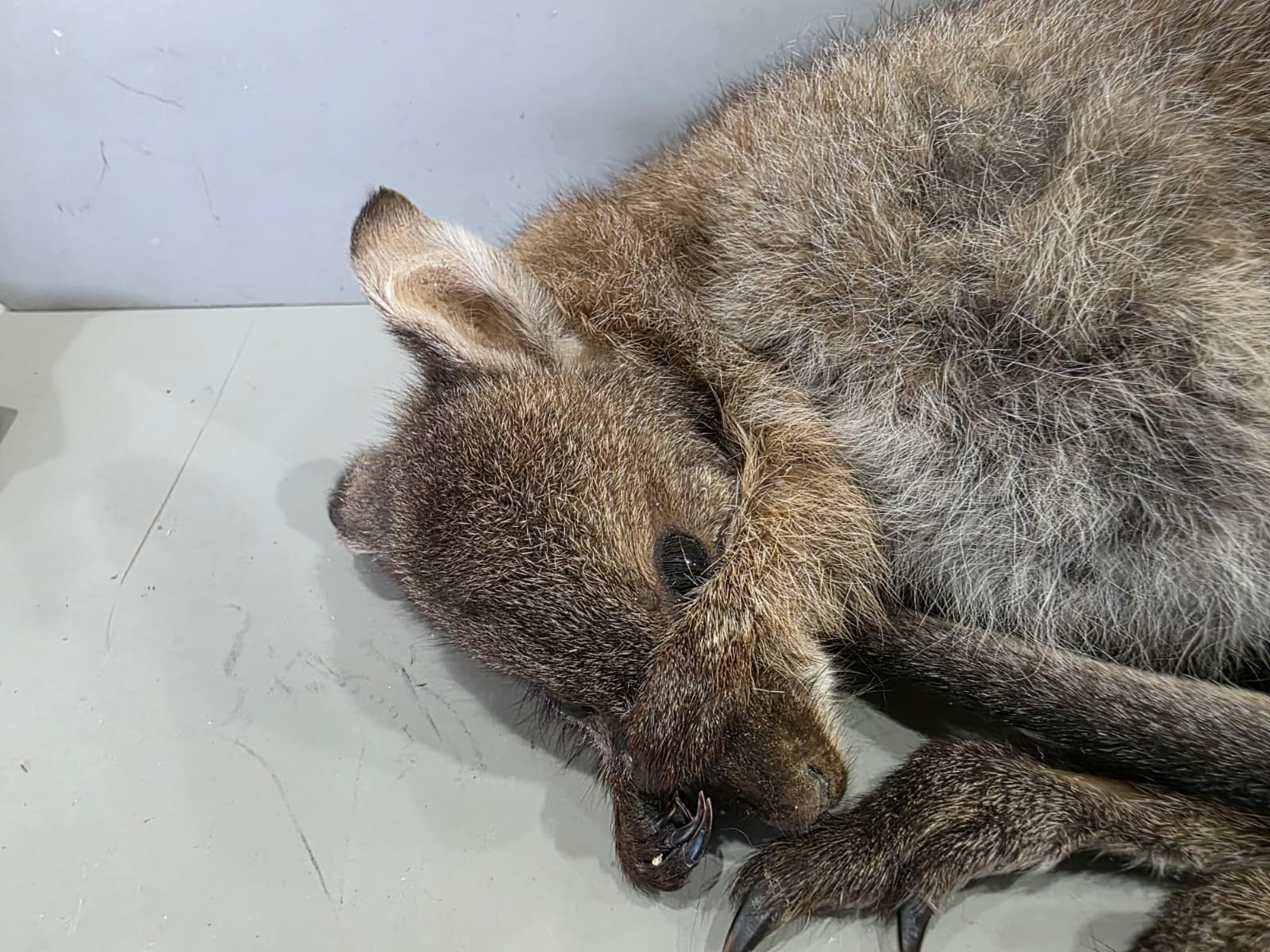 Fhcm91 - Baby Wallaby/Kangaroo Taxidermy –Lifelike Display