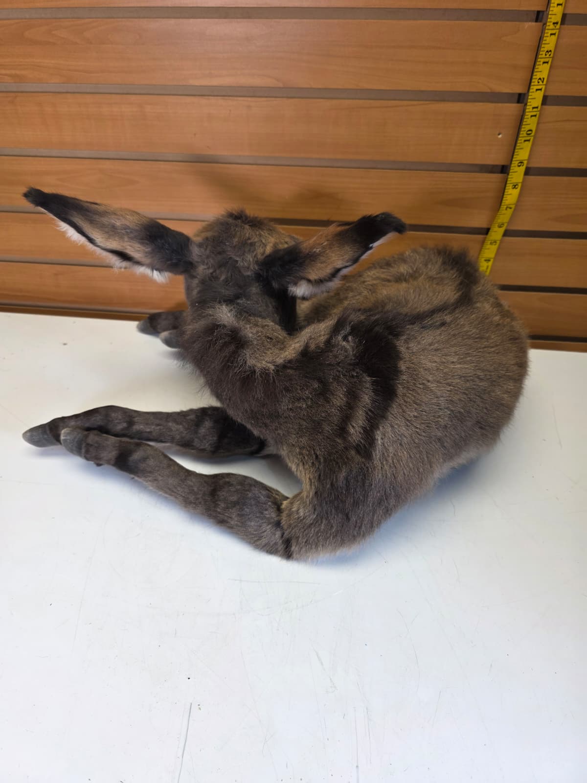 Fhkmd2 - Baby Sicilian Donkey Taxidermy – Lifelike Display