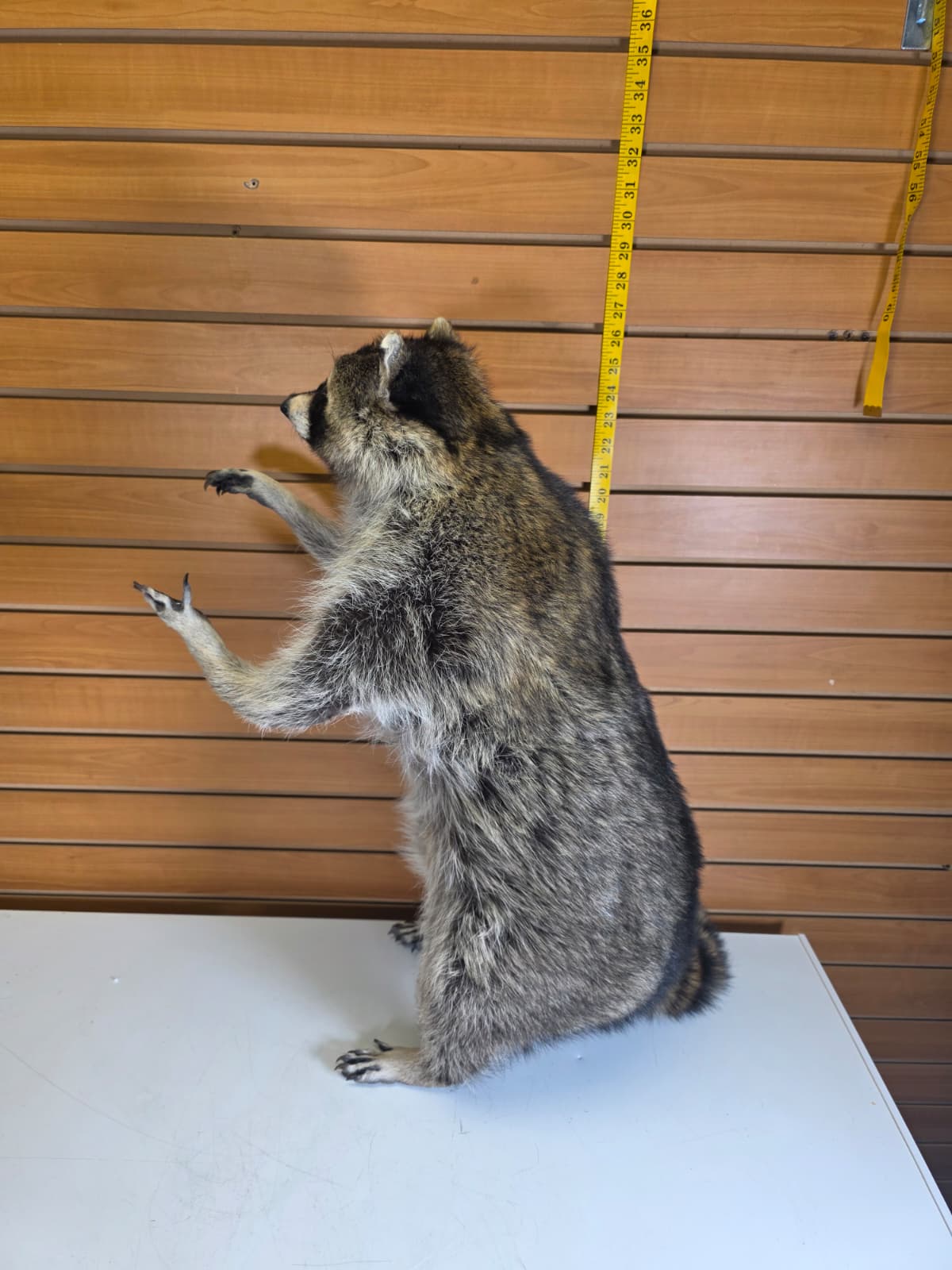 Fhkm3 - Jumbo Raccoon Taxidermy – 26” Lifelike Display