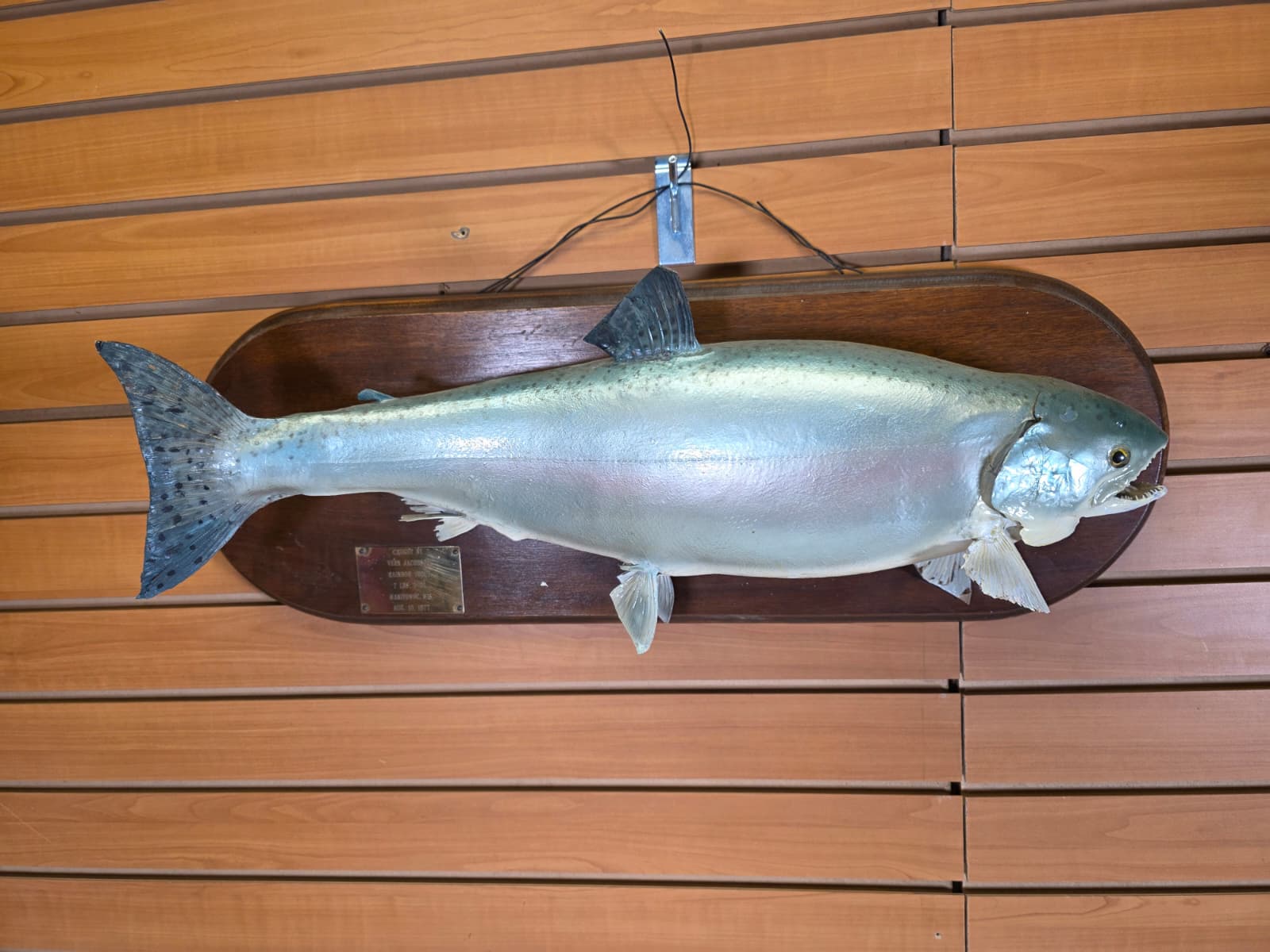 Jtv456 - 25" Trout Taxidermy Mount – Lifelike Freshwater Display