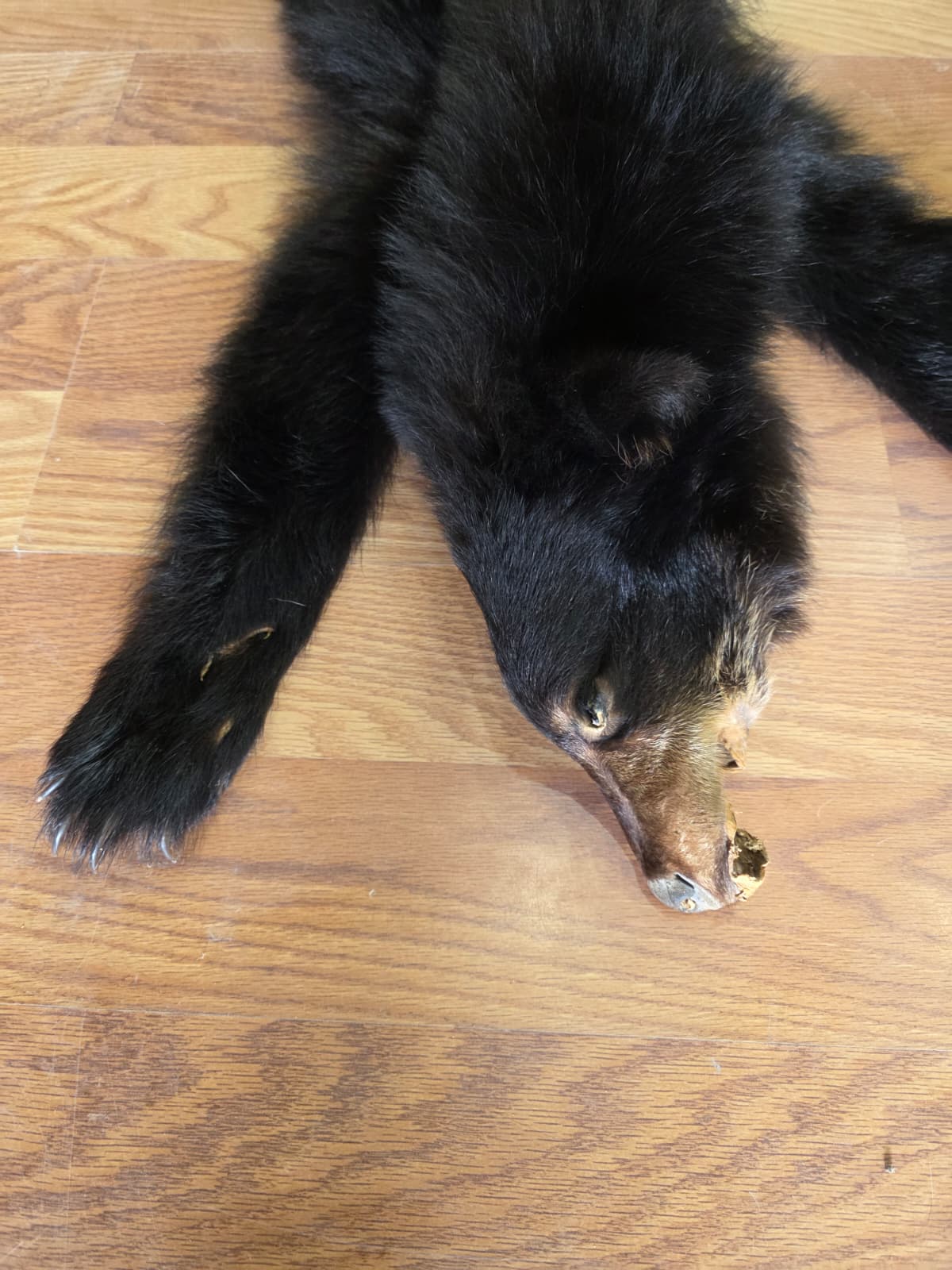 Fhcm105 - Bear Cub Hide Taxidermy – 45” Long Natural Display