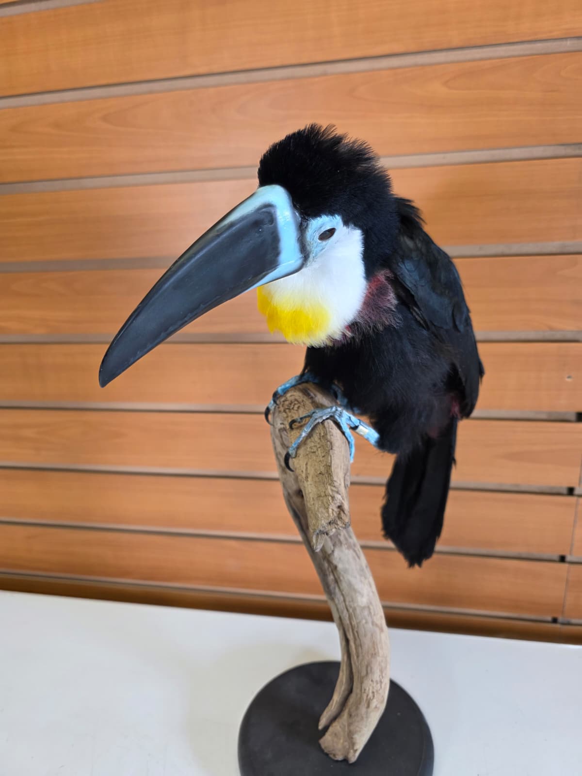 Fhcm104 - Channel-Billed Toucan Taxidermy – Exotic Lifelike Display
