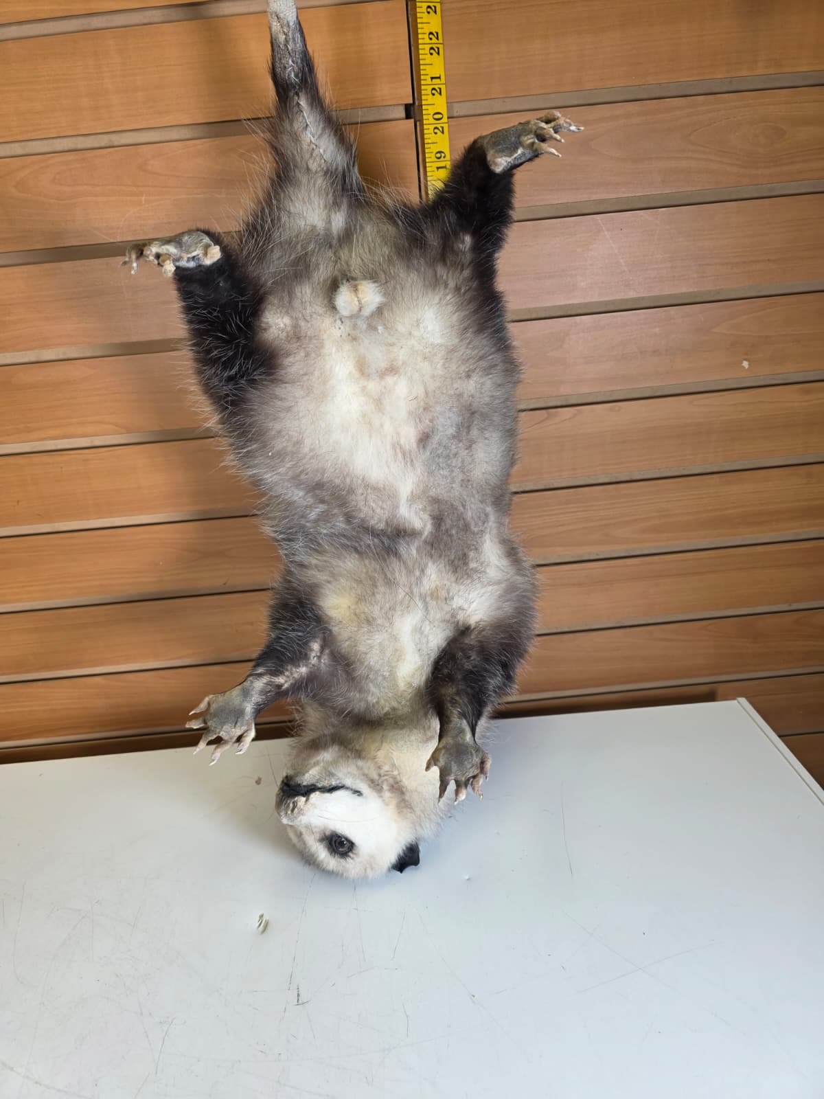 Fhkmp2 - Jumbo Opossum Taxidermy mount