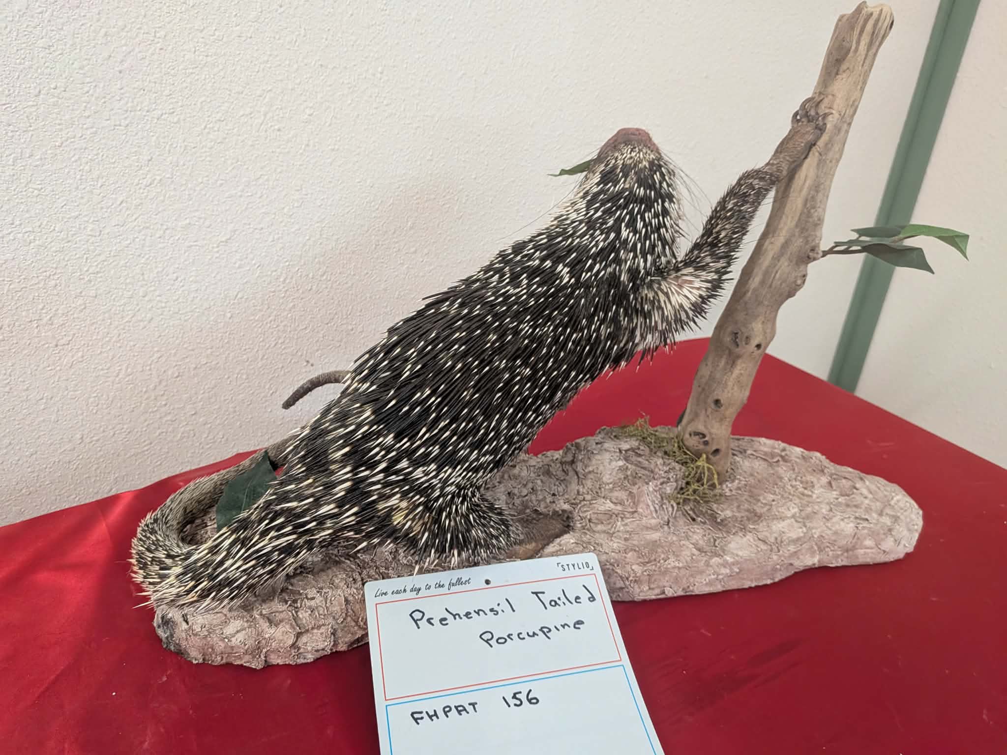 FHPAT156 - Prehensile-Tailed Porcupine Taxidermy Mount