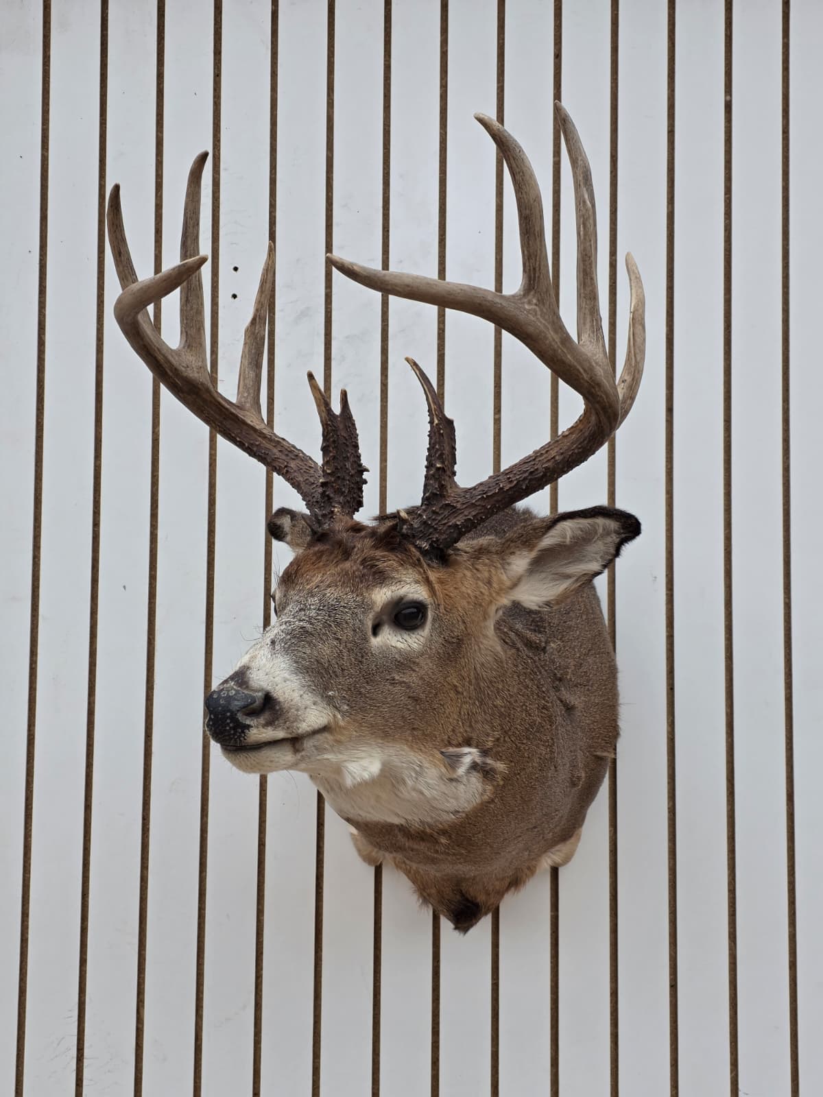 Drmq109 - White-Tailed Deer Shoulder Mount – Taxidermy Wall Display