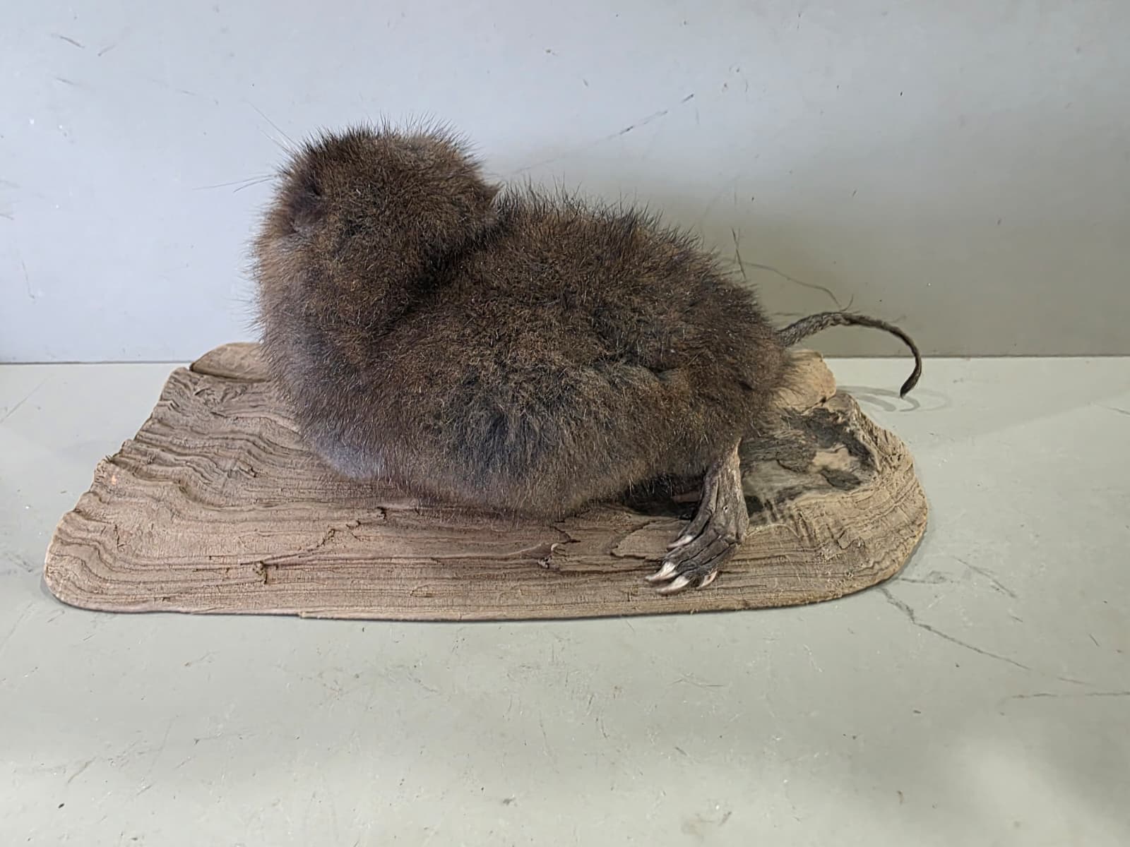 Fhcm93 - Muskrat Taxidermy – Lifelike Woodland Display