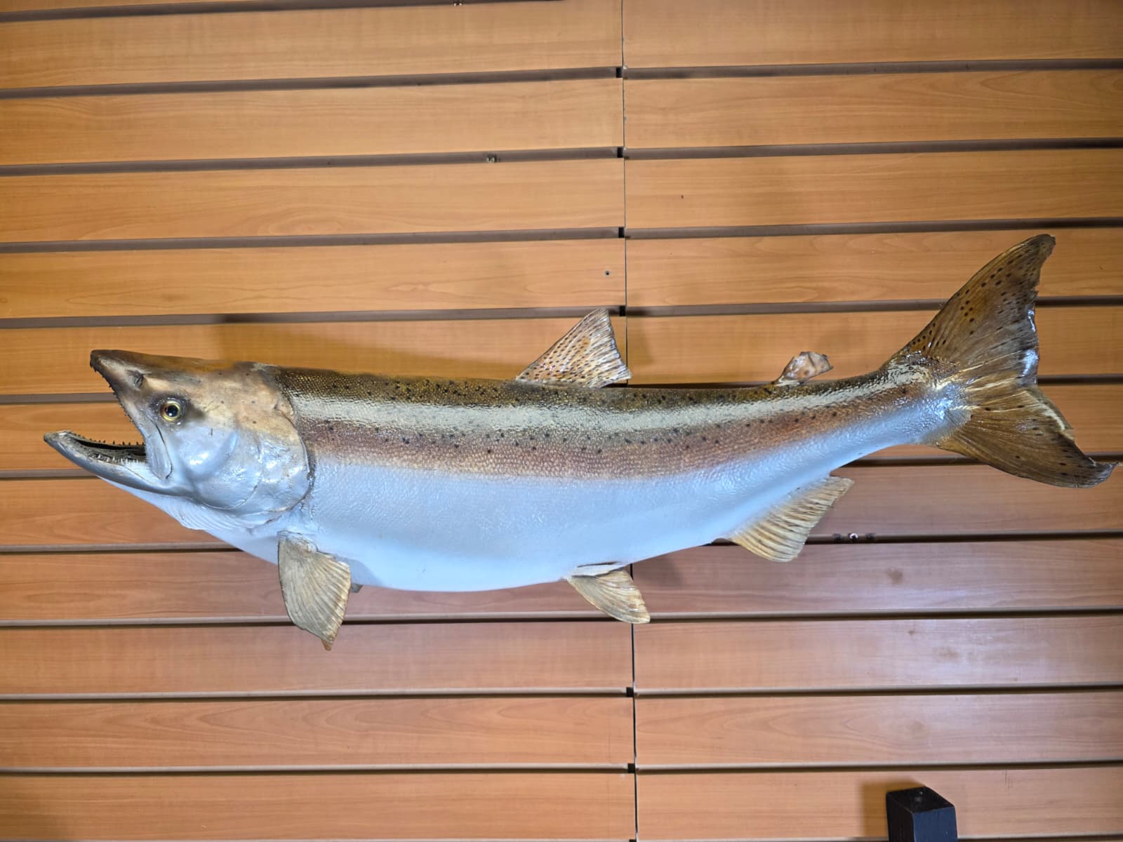 Jtv452 - 33" Trout Taxidermy Mount – Elegant Freshwater Display