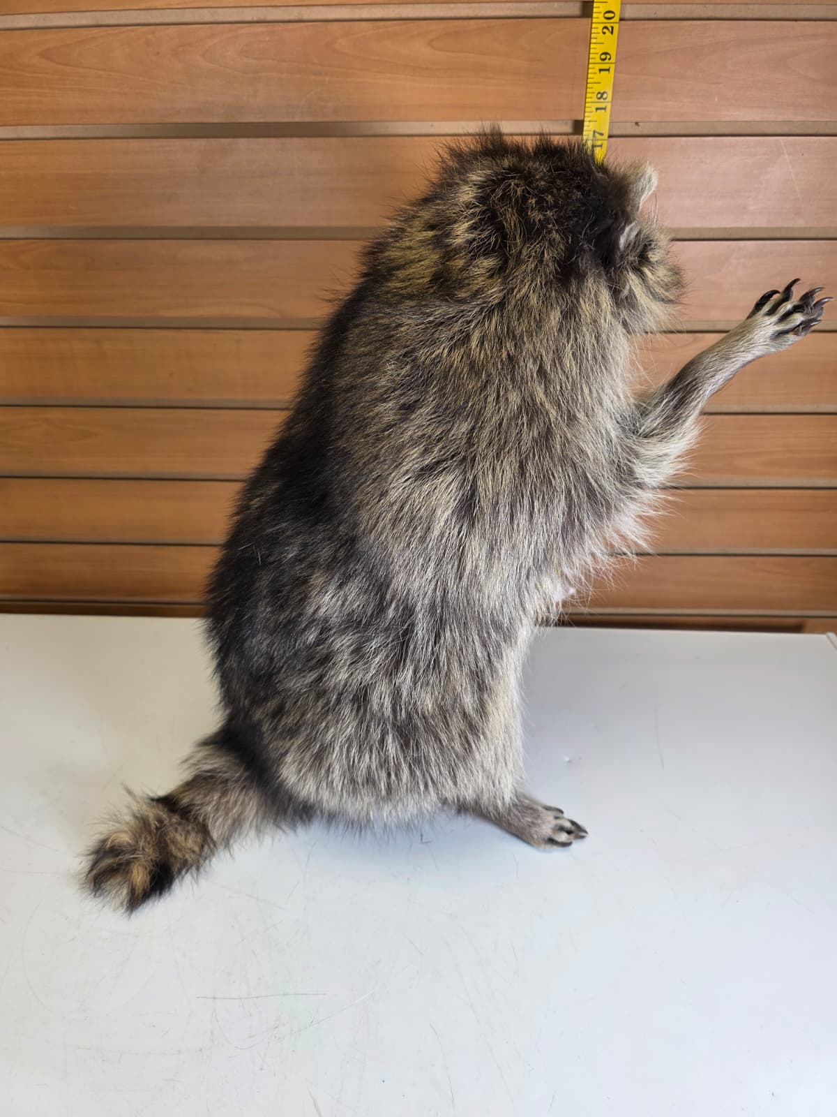 Fhkm7 - 17" Jumbo Raccoon Taxidermy – Lifelike Display