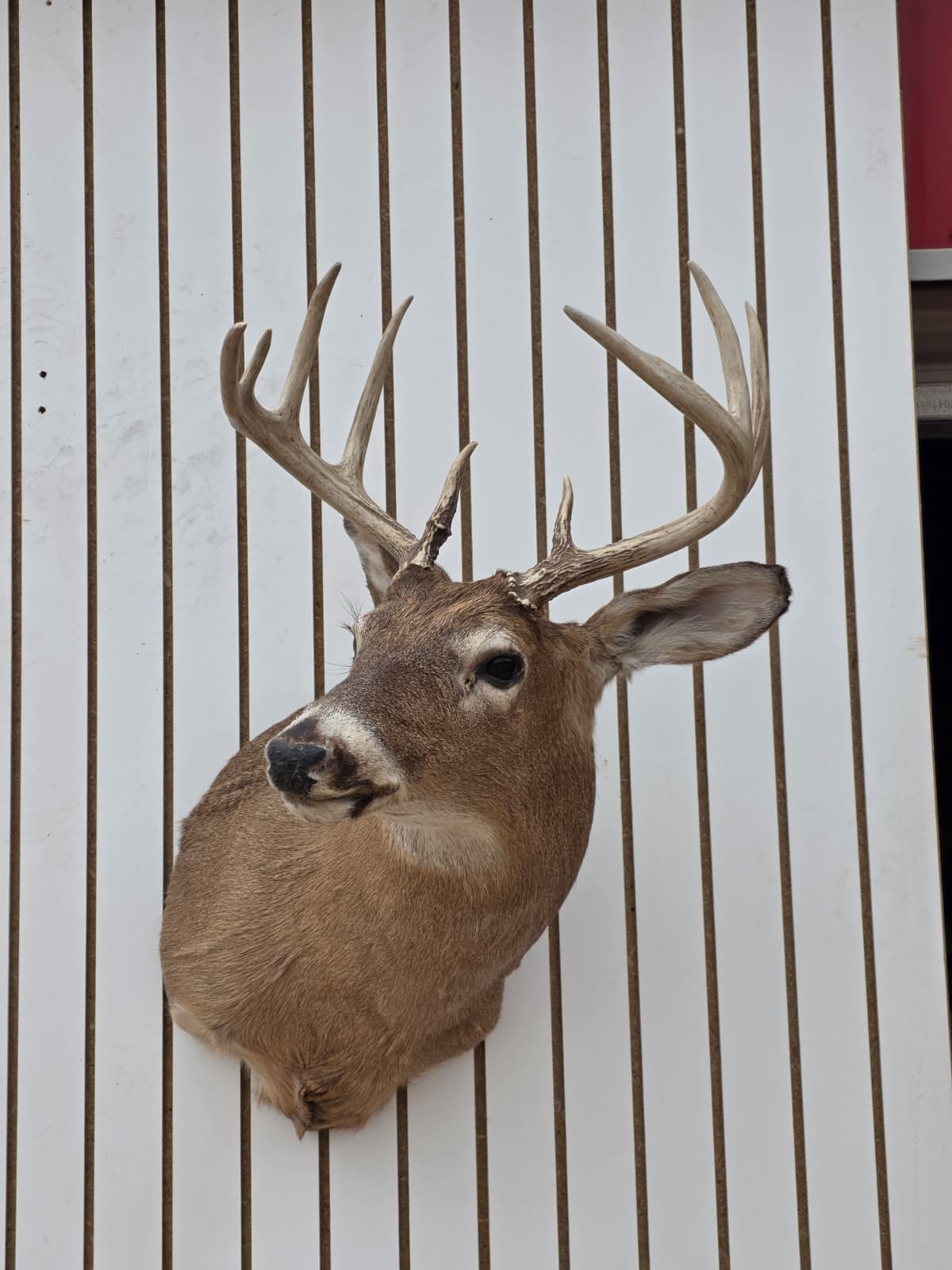 Drmq106 - White-Tailed Deer Shoulder Mount – Taxidermy Wall Display