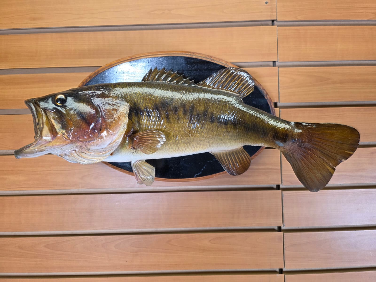 Jtv440 - 17" Largemouth Bass Taxidermy Mount – Natural Freshwater Display