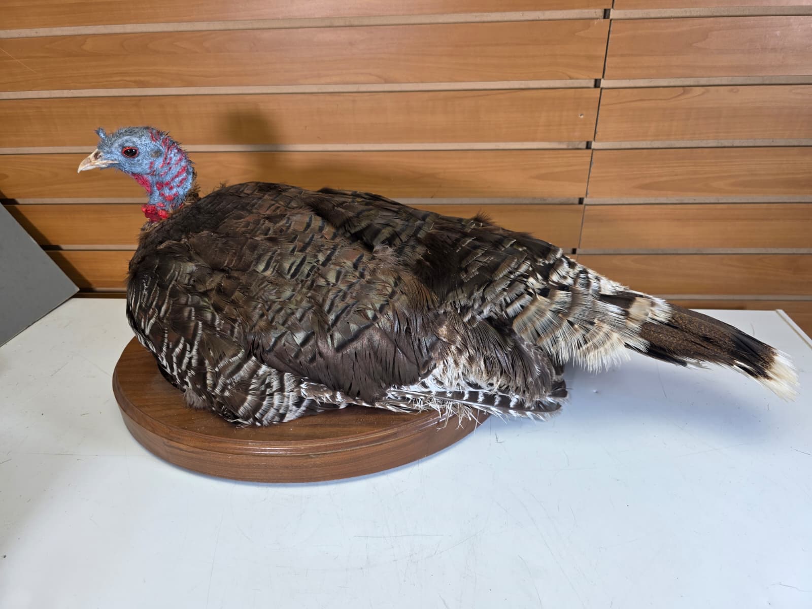 Jtv420 - Nested Turkey Hen Taxidermy – Lifelike Display