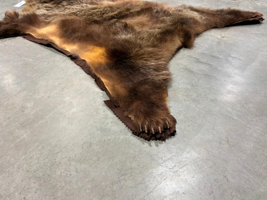 FHAB41 - Grizzly bear rug with large claws and prime fur