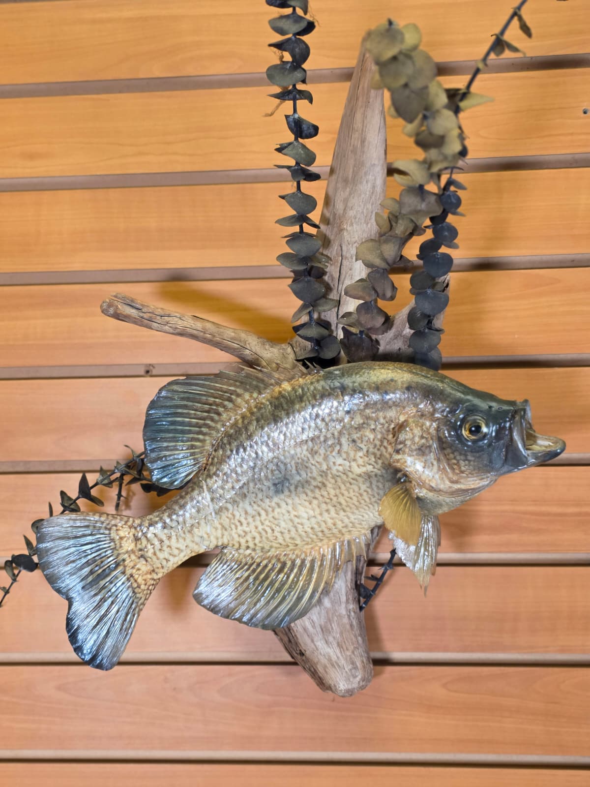 Jtv429 - 14" Crappie Taxidermy Mount – Lifelike Freshwater Display