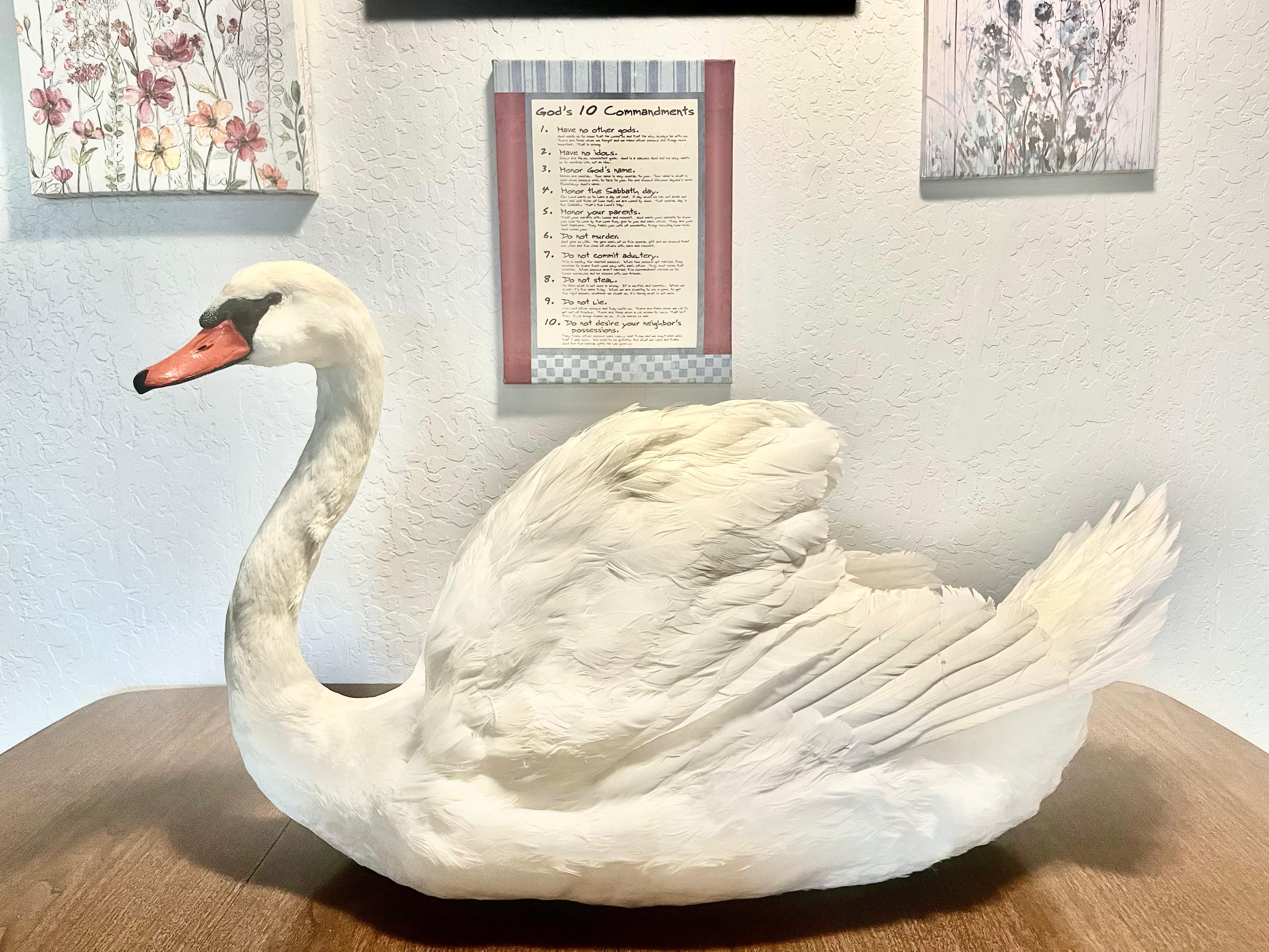 FHJOSWI - Mute Swan Pair Taxidermy – Museum Quality Display