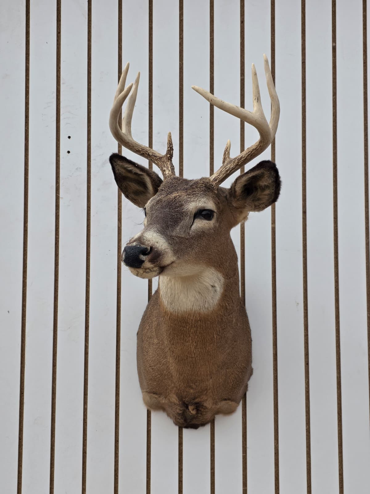 Fhdar6 - White-Tailed Deer Shoulder Mount – Taxidermy Wall Display