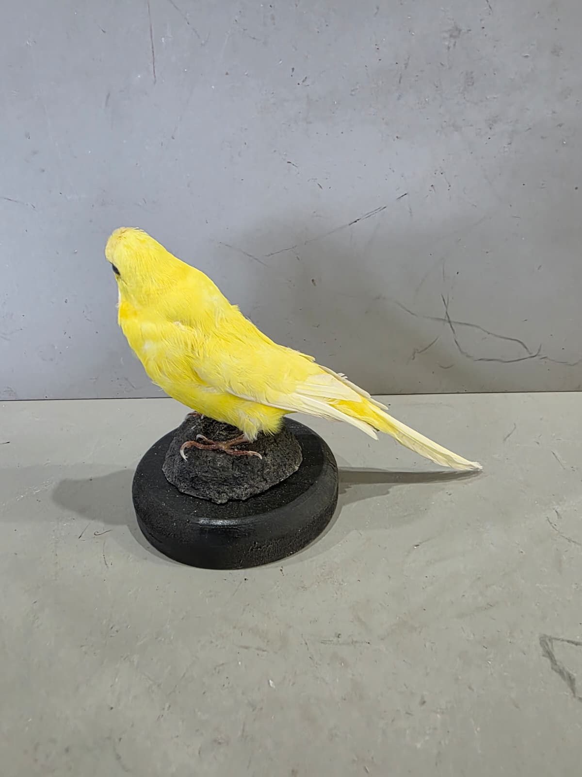 Fhcm89 - Yellow Budgie Parakeet Taxidermy – Lifelike Display