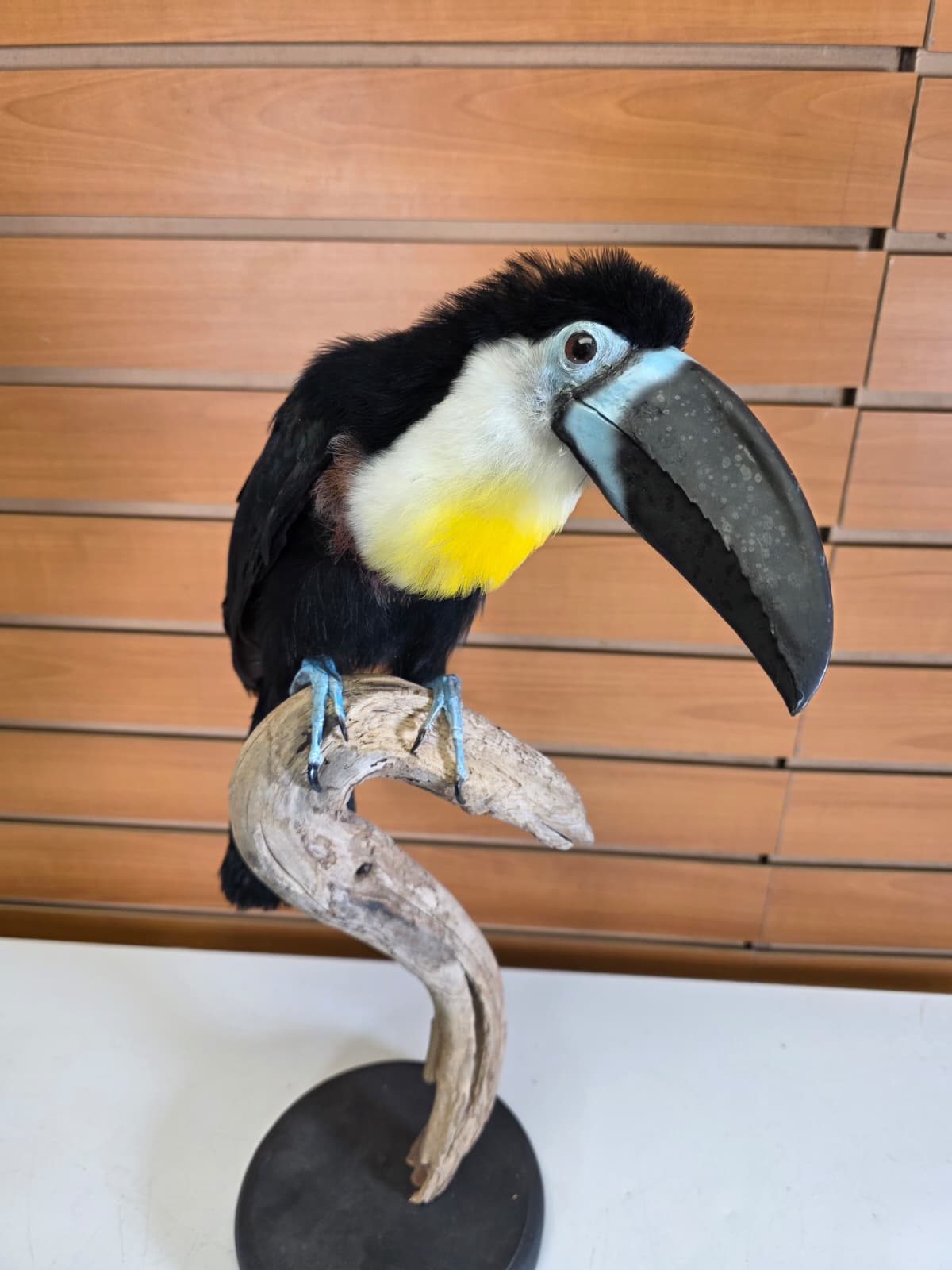 Fhcm104 - Channel-Billed Toucan Taxidermy – Exotic Lifelike Display