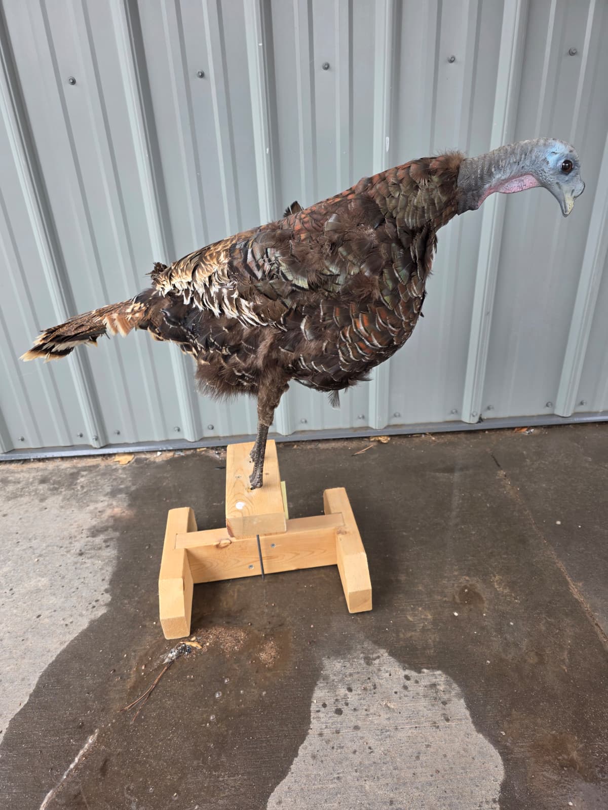 Jtv414 - Full Mount Turkey Hen Decoy – Realistic Taxidermy Display