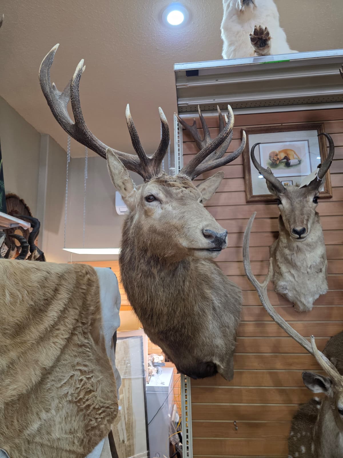 Jtv321 - Red Stag Shoulder Mount Taxidermy – Majestic Trophy Wall Display