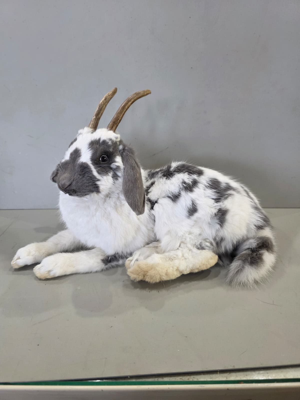 Fhcm97 - Full Body Jackalope Taxidermy Whimsical Display