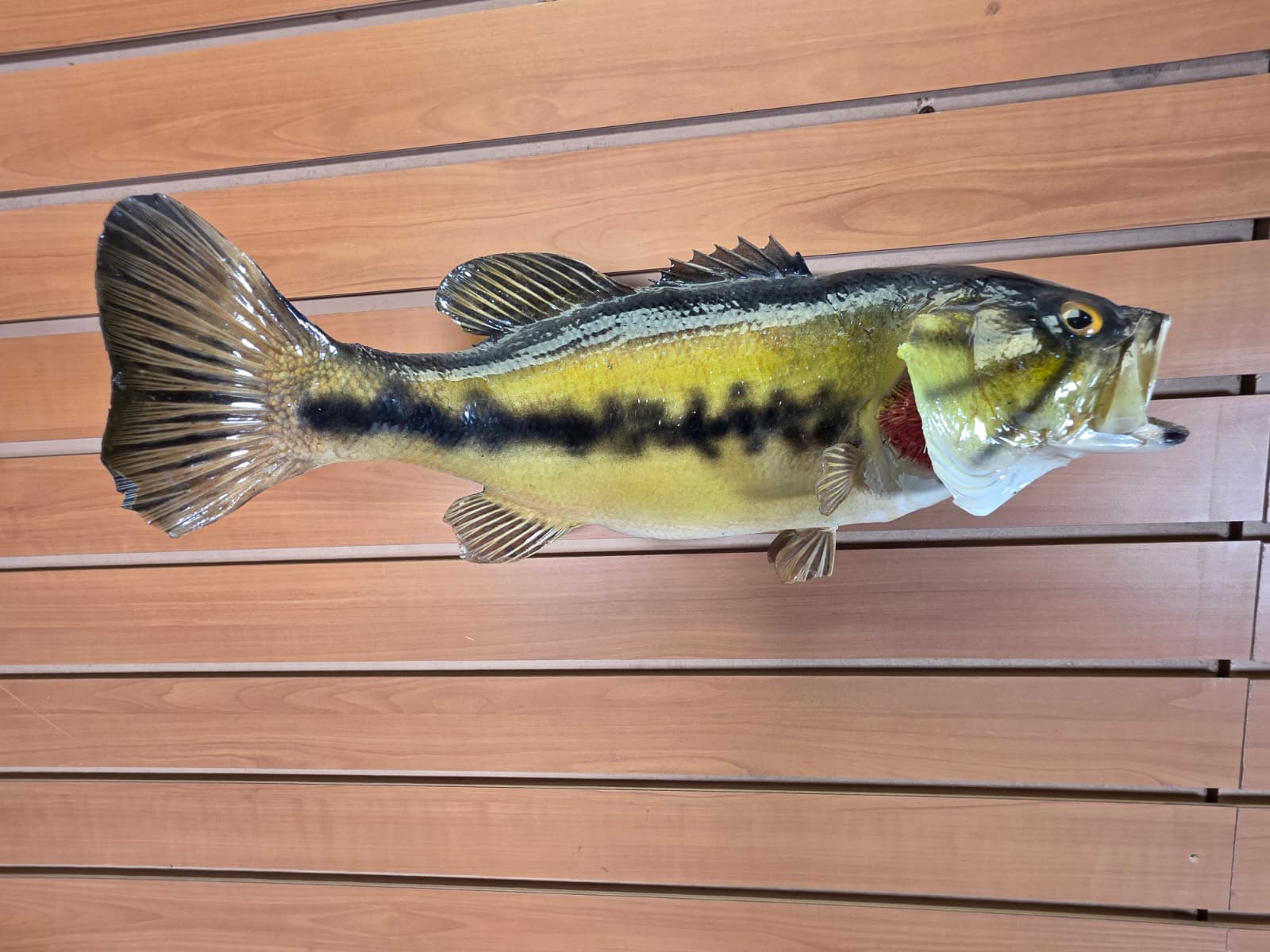 Jtv404 - 16" Bass Fish Mount – Classic Freshwater Display