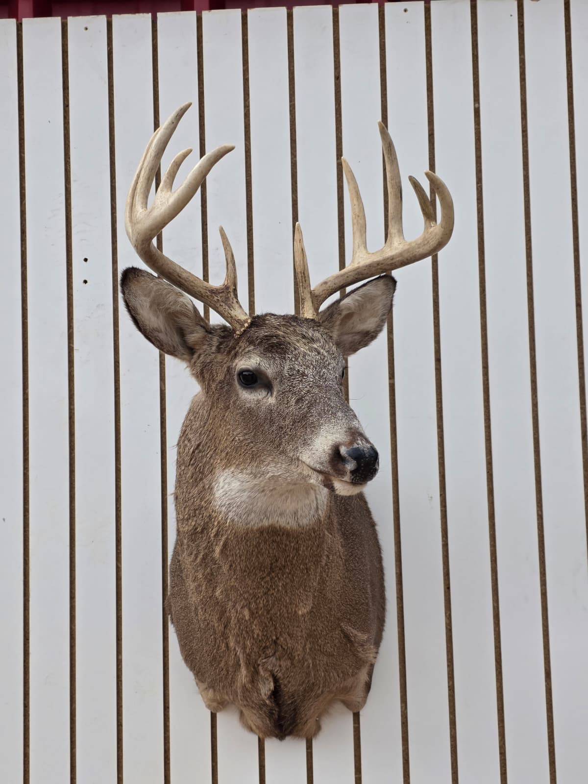 Fhdar2 - White-Tailed Deer Shoulder Mount – Taxidermy Wall Display