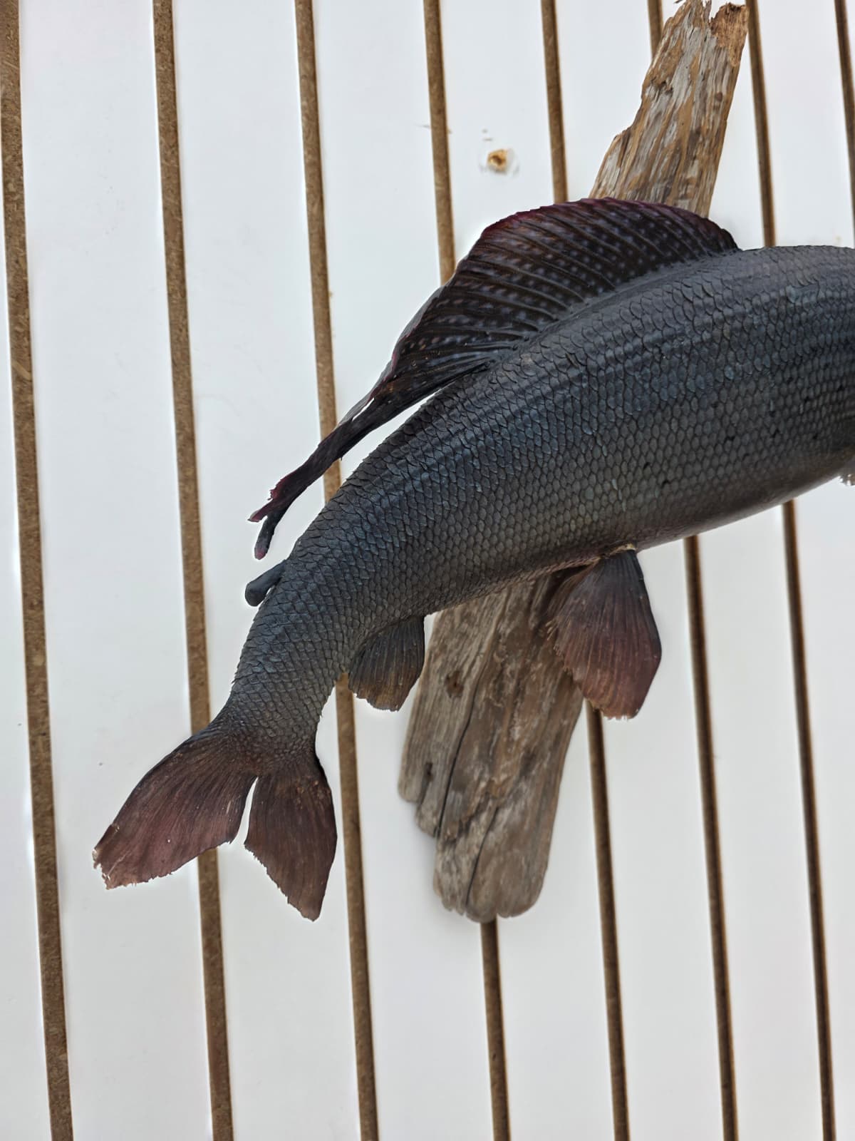 Fhcm77 - Graying Fish Taxidermy –Lifelike Display