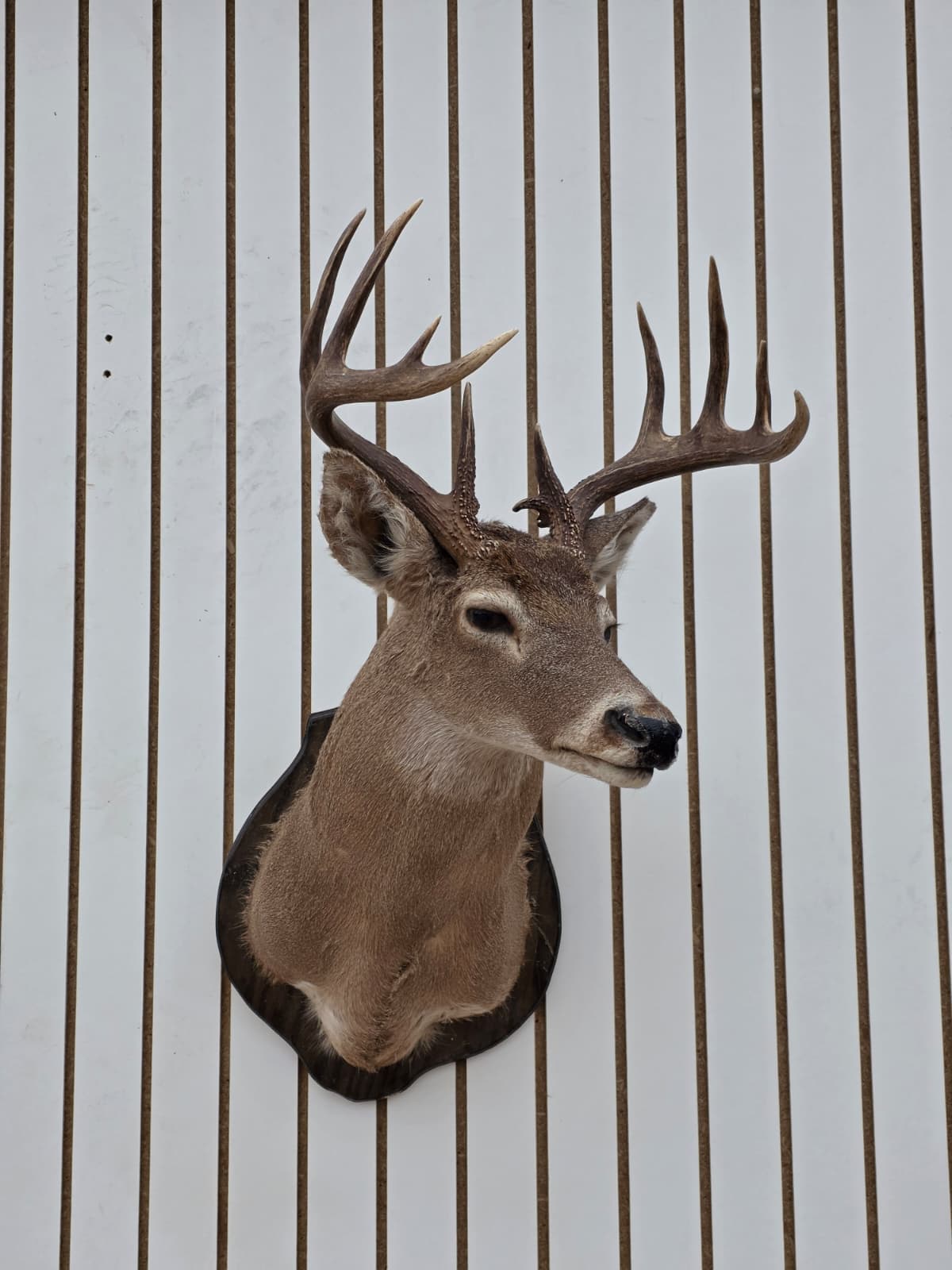Drmq110 - White-Tailed Deer Shoulder Mount – Taxidermy Wall Display