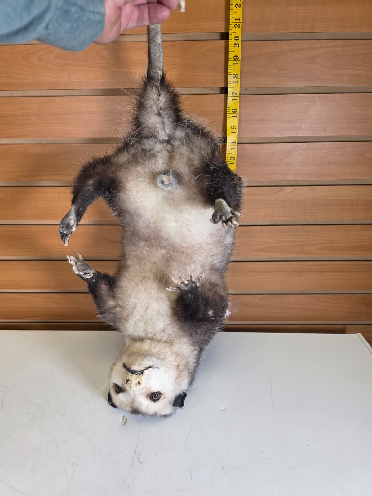 Fhkmp1 - Opossum Taxidermy – Lifelike