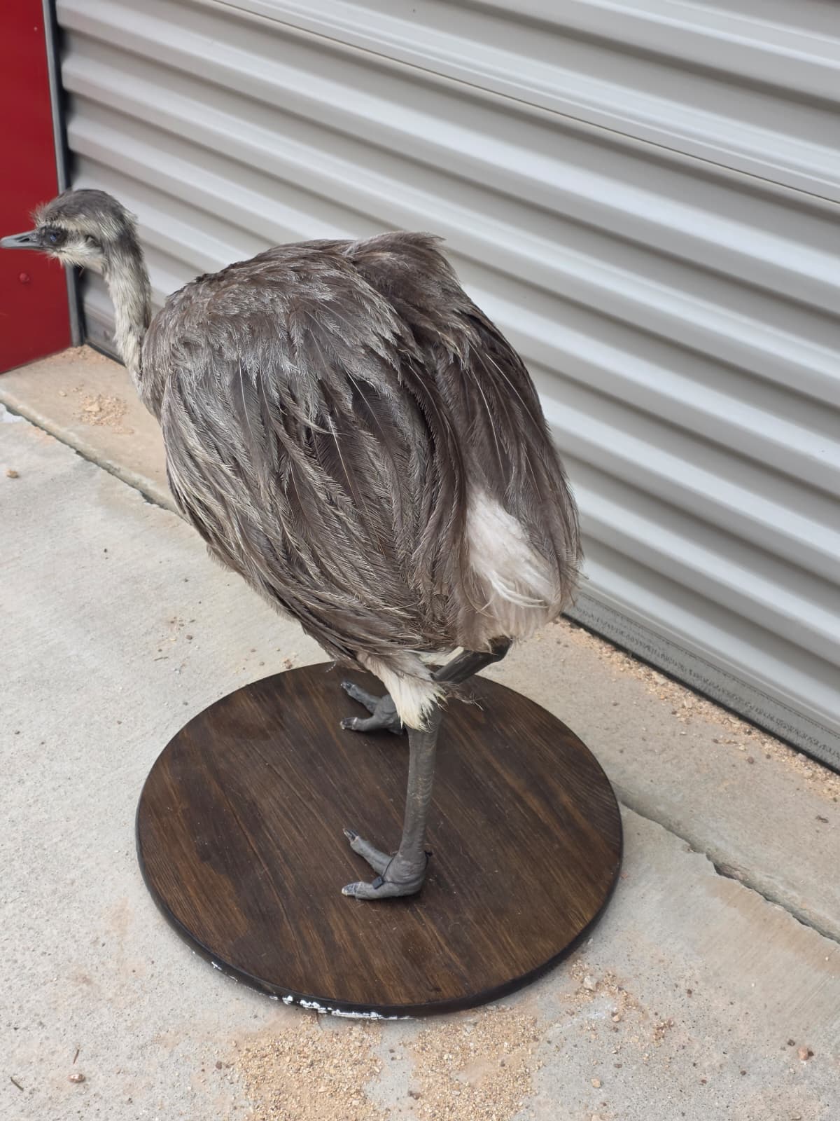 Fhcm80 - Juvenile Rhea Taxidermy – Knee-High Lifelike Display