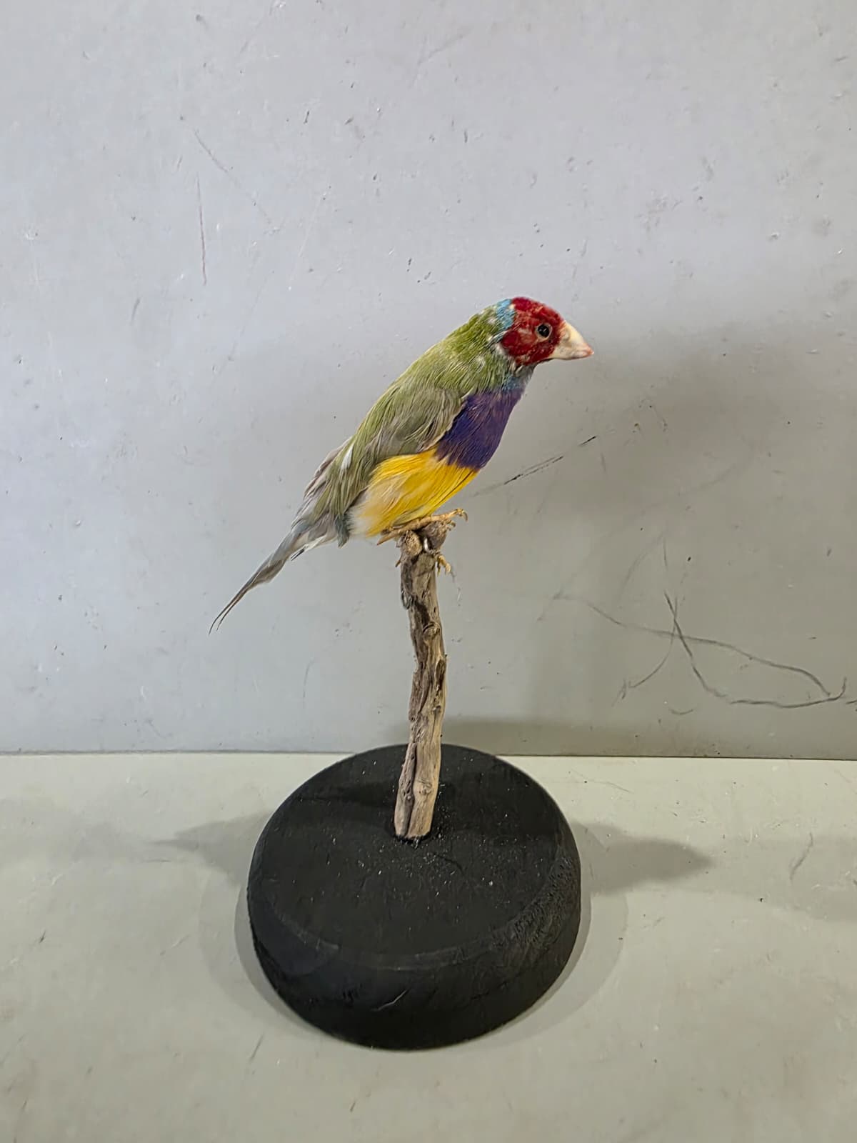 Spl95 - Lady Gouldian Finch Taxidermy Lifelike Display