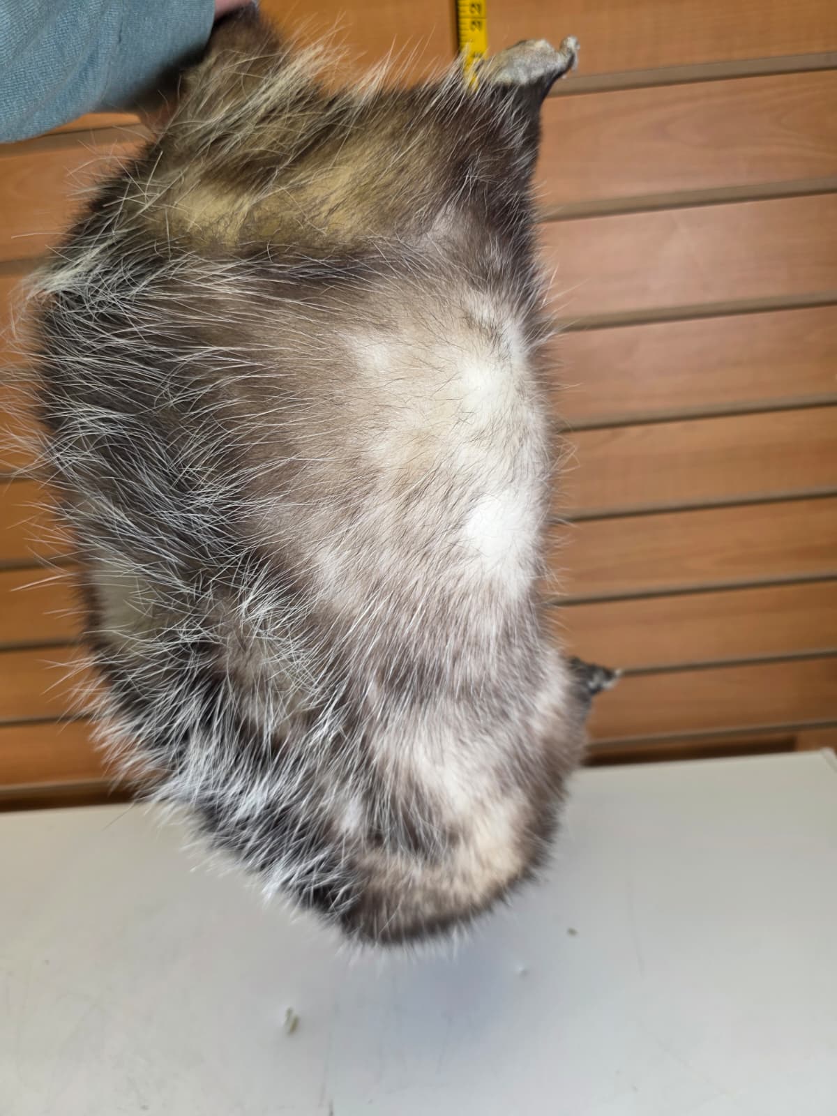 Fhkmp5 - Hanging Opossum Taxidermy mount
