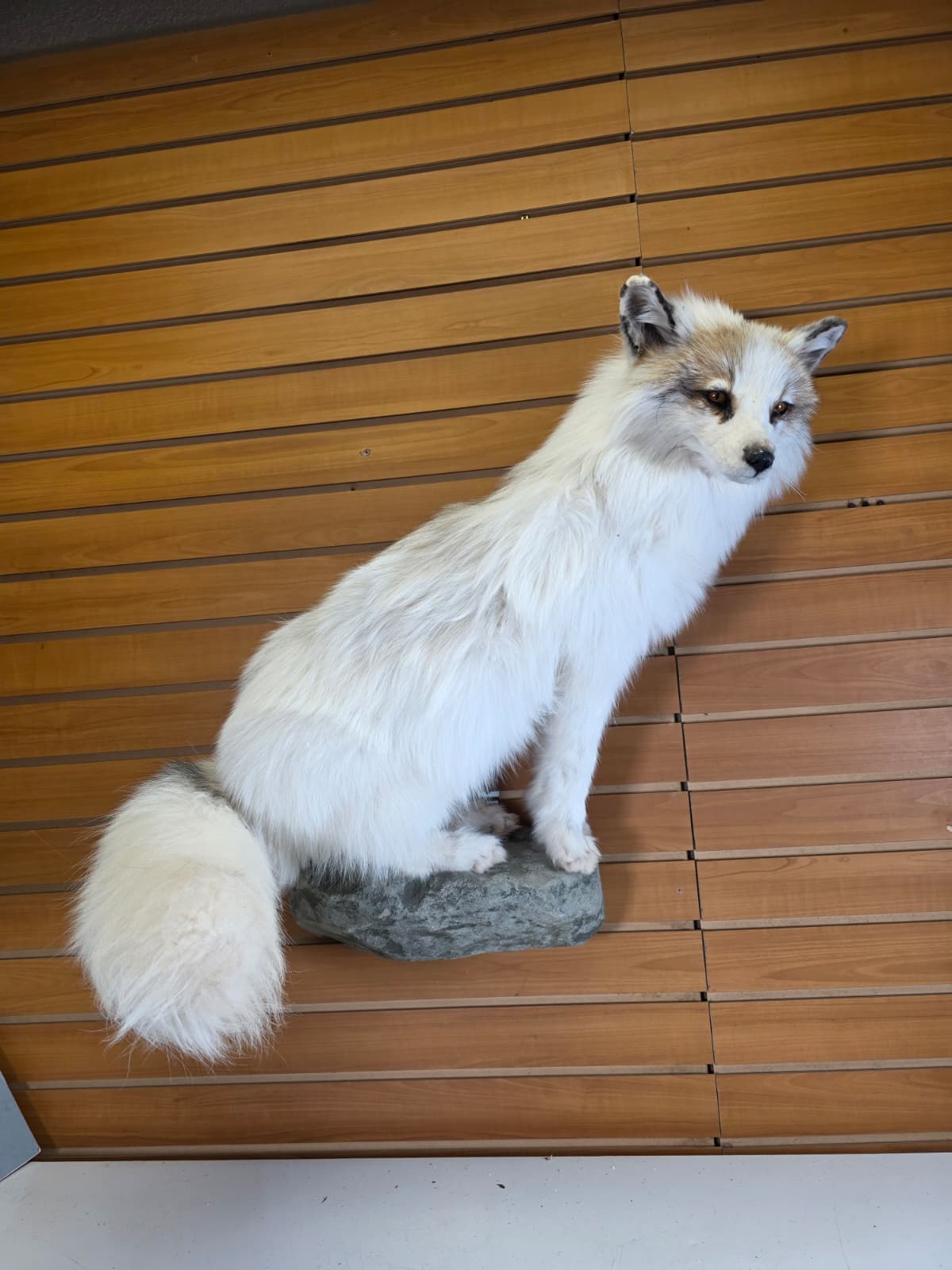 Fhcm102 - Ranch Fox Taxidermy Mount –” Natural Display