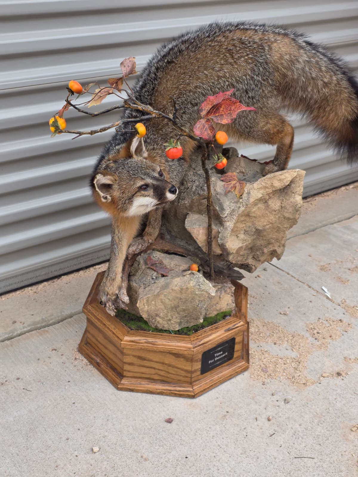 Fhcm81 - Grey Fox Taxidermy Lifelike Display